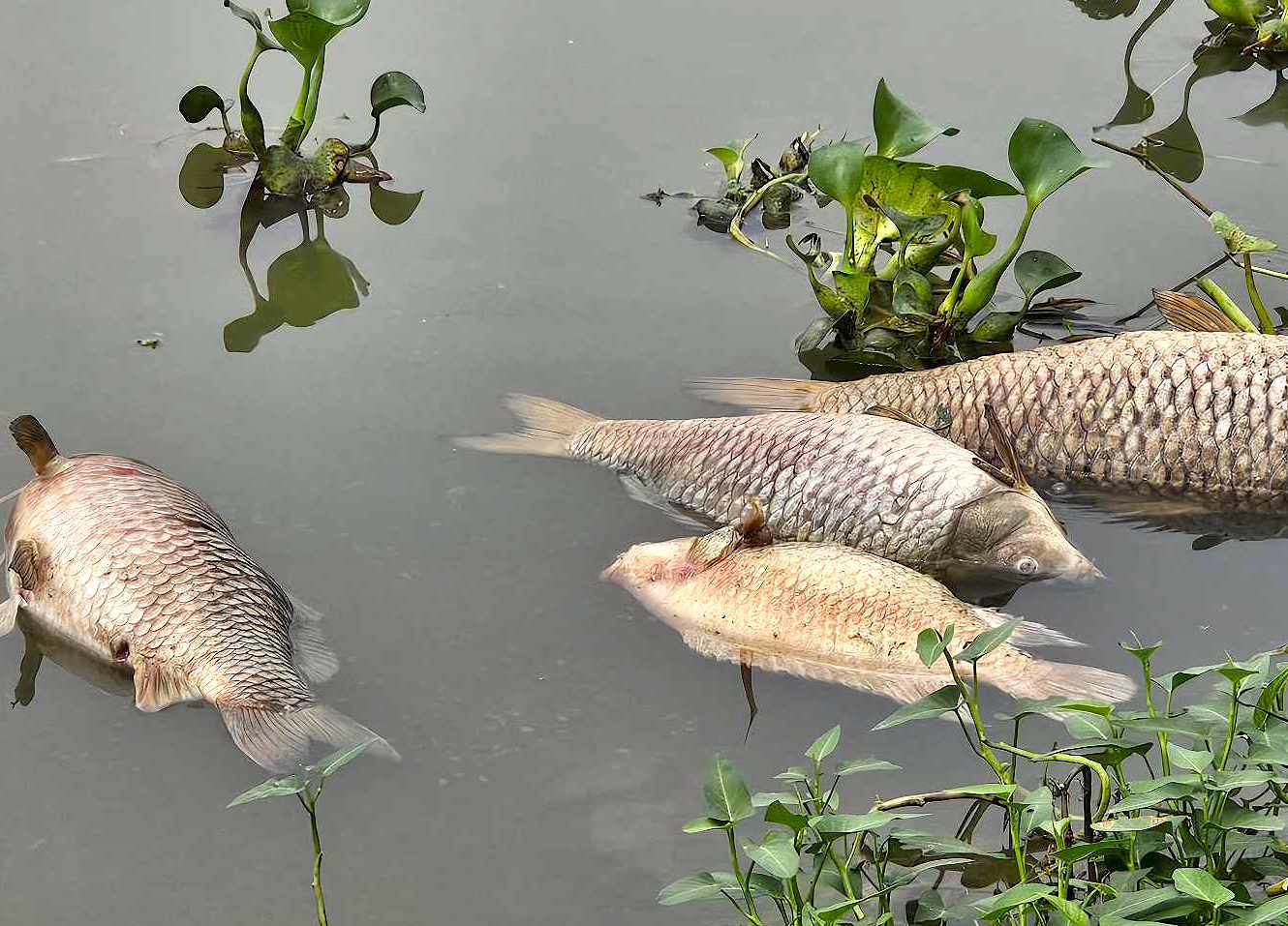 Hải Dương: H&agrave;ng chục tấn c&aacute; chết bất thường, nổi trắng ven s&ocirc;ng- Ảnh 5.