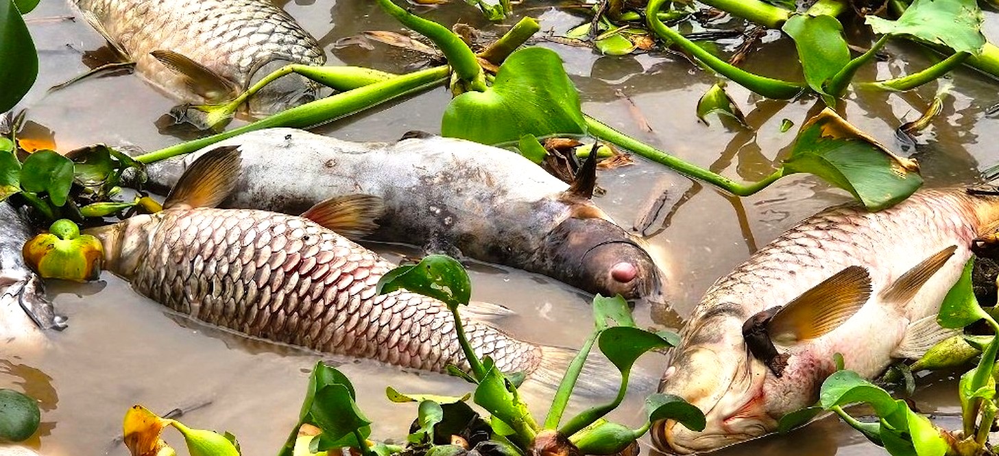 Hải Dương: H&agrave;ng chục tấn c&aacute; chết bất thường, nổi trắng ven s&ocirc;ng- Ảnh 7.