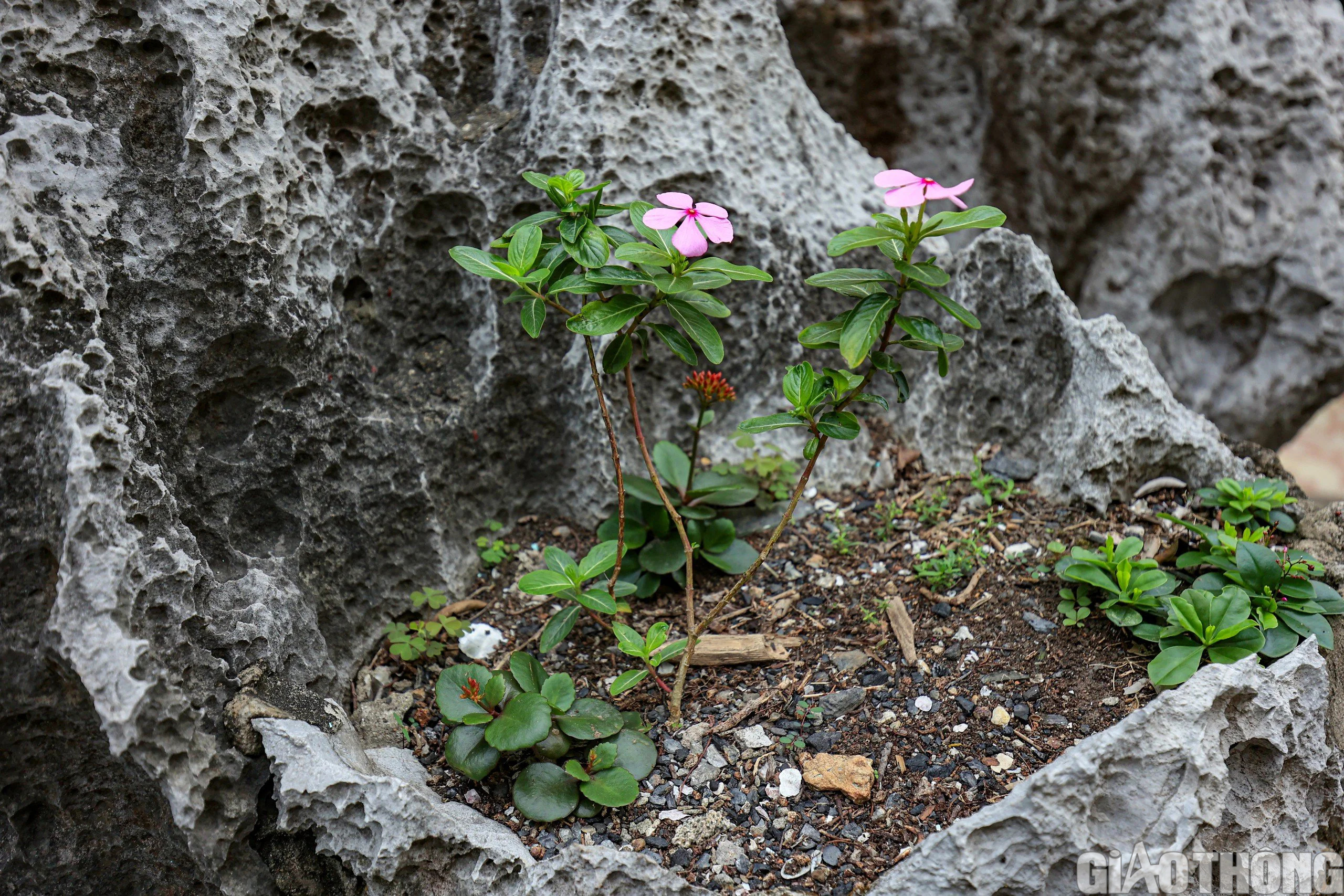 Những người &ldquo;l&iacute;nh&rdquo; đảm bảo an to&agrave;n đường thủy tr&ecirc;n đảo đ&aacute; Ba Mom- Ảnh 8.