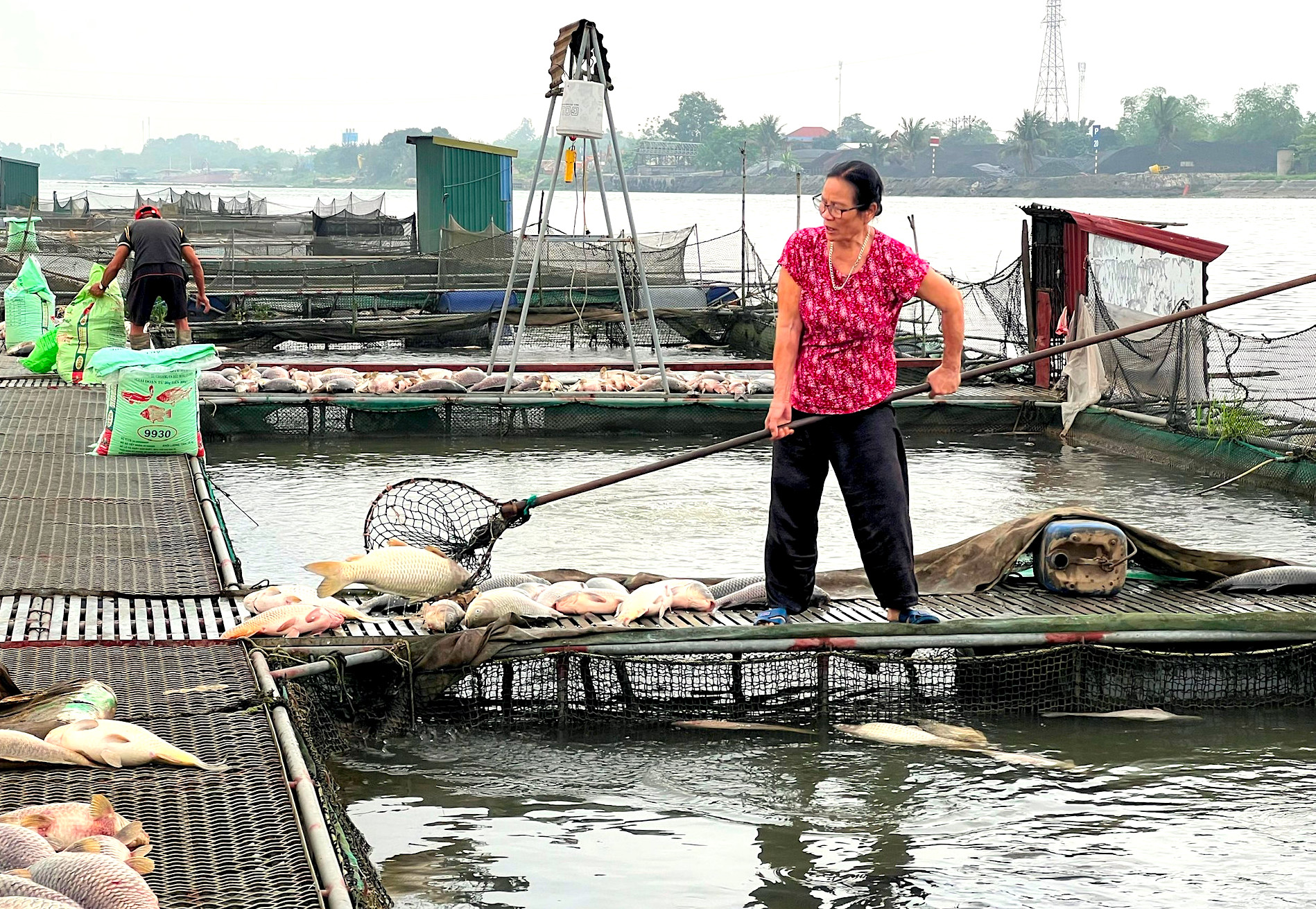 Hải Dương: H&agrave;ng chục tấn c&aacute; chết bất thường, nổi trắng ven s&ocirc;ng- Ảnh 2.
