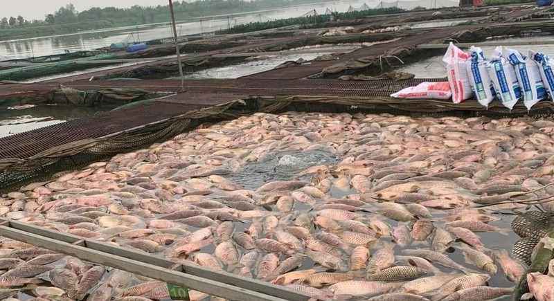 300 tấn c&aacute; chết nổi trắng s&ocirc;ng ở Hải Dương: Nguồn nước c&oacute; g&igrave; bất thường?- Ảnh 1.