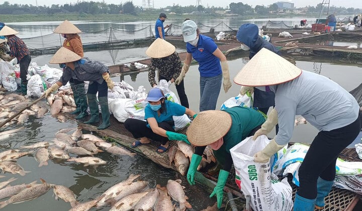 X&aacute;c định nguy&ecirc;n nh&acirc;n h&agrave;ng trăm tấn c&aacute; lồng chết ở Hải Dương- Ảnh 1.