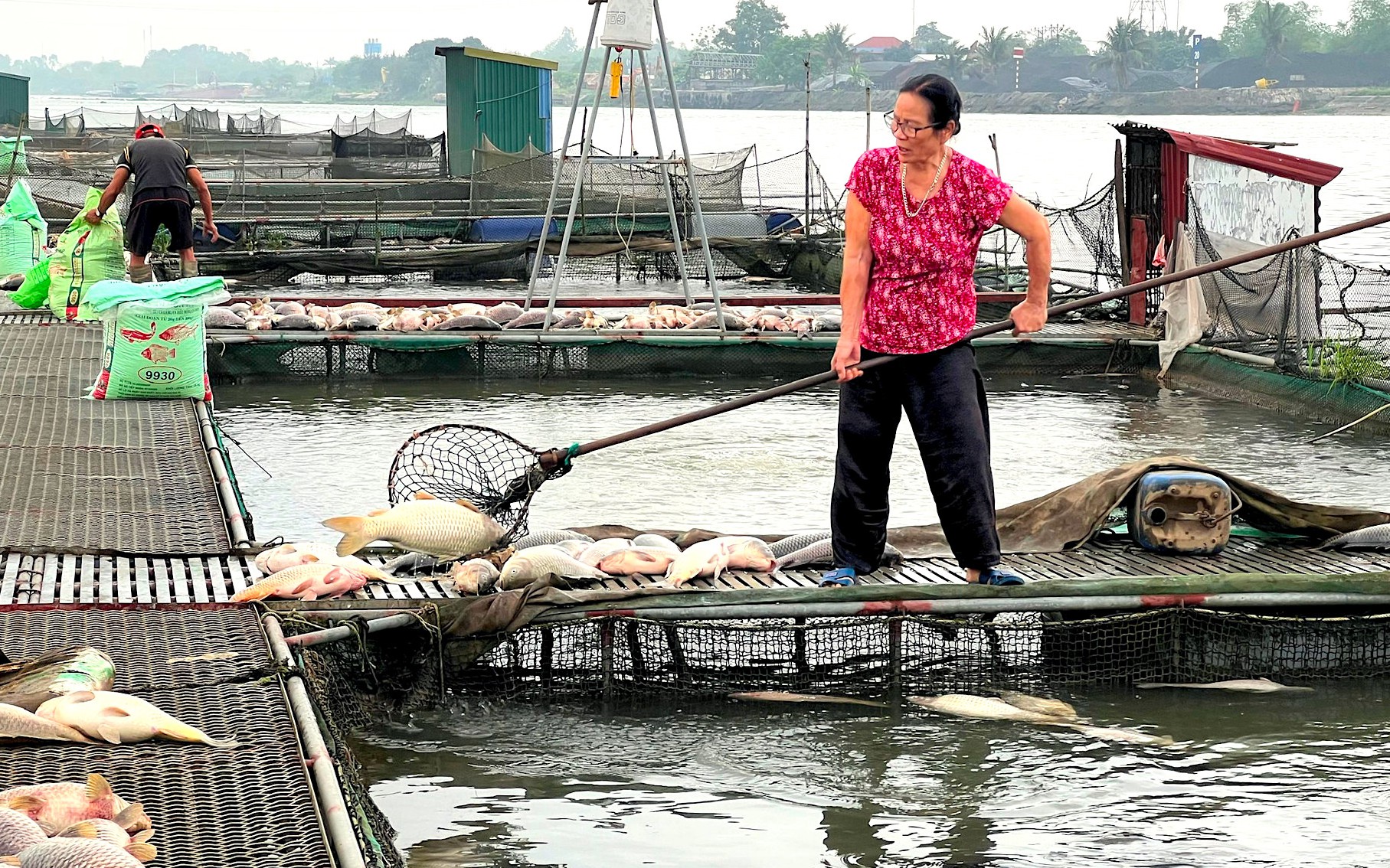 300 tấn c&aacute; chết nổi trắng s&ocirc;ng ở Hải Dương: Nguồn nước c&oacute; g&igrave; bất thường?