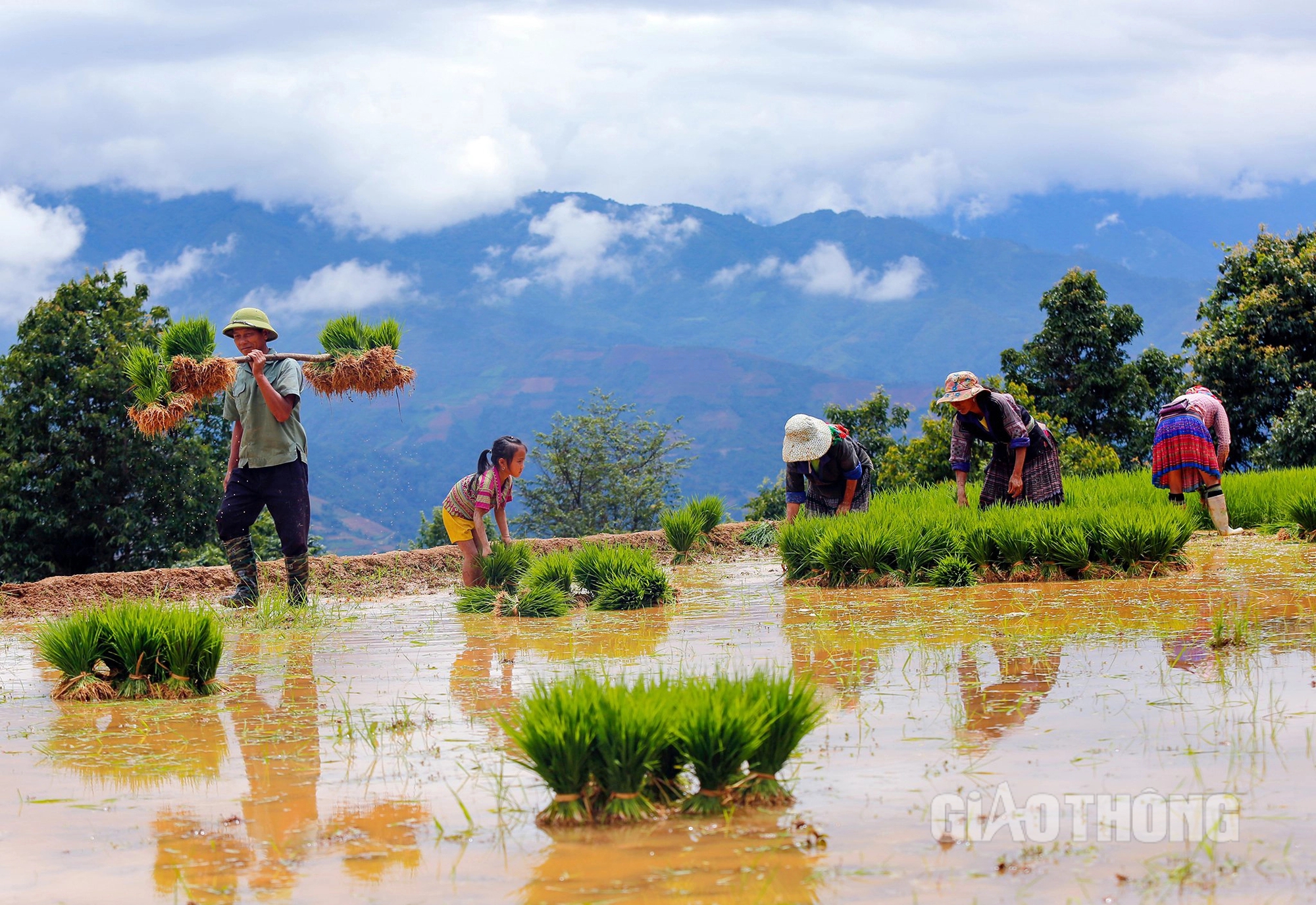 M&ugrave; Cang Chải m&ugrave;a nước đổ: Ruộng bậc thang đẹp "h&uacute;t hồn" du kh&aacute;ch- Ảnh 6.