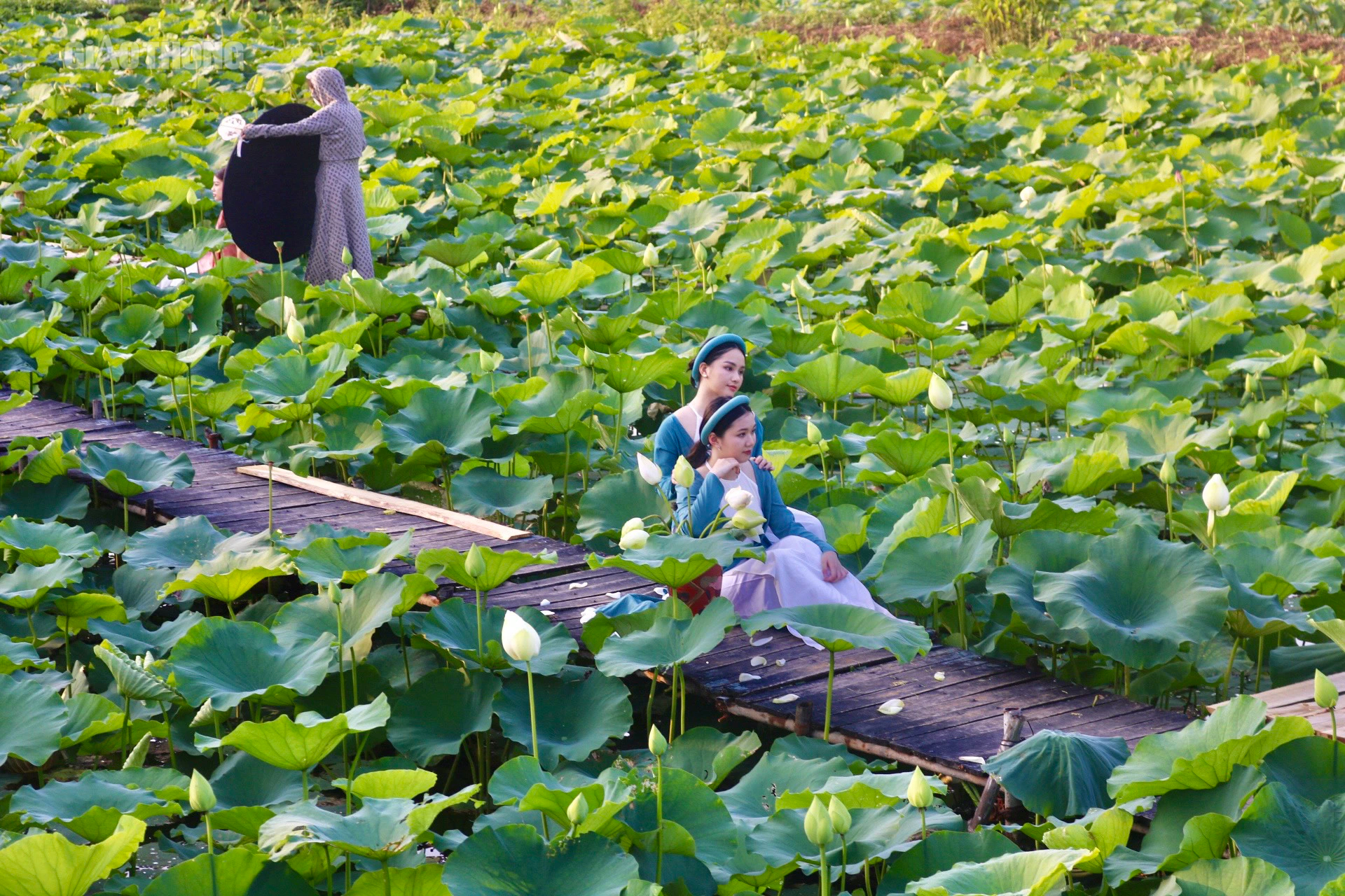 Sen hồ T&acirc;y nở sớm nhưng ế ẩm, c&aacute;c chủ vườn livestream mời kh&aacute;ch- Ảnh 1.