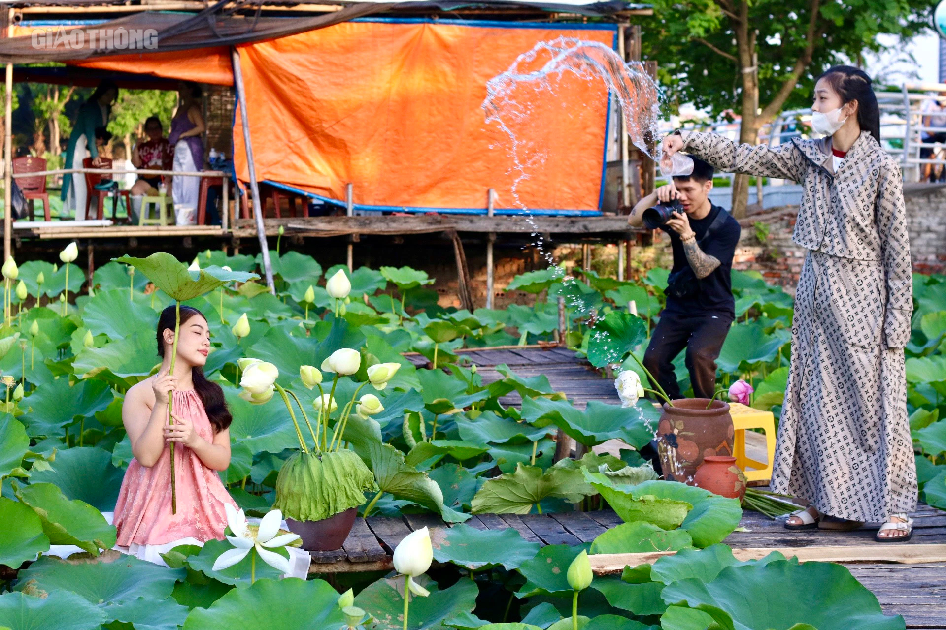 Sen hồ T&acirc;y nở sớm nhưng ế ẩm, c&aacute;c chủ vườn livestream mời kh&aacute;ch- Ảnh 2.