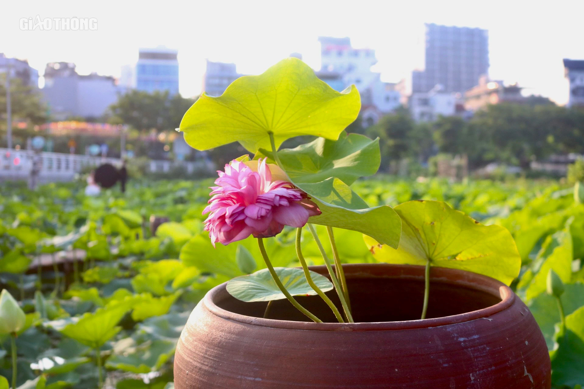 Sen hồ T&acirc;y nở sớm nhưng ế ẩm, c&aacute;c chủ vườn livestream mời kh&aacute;ch- Ảnh 3.