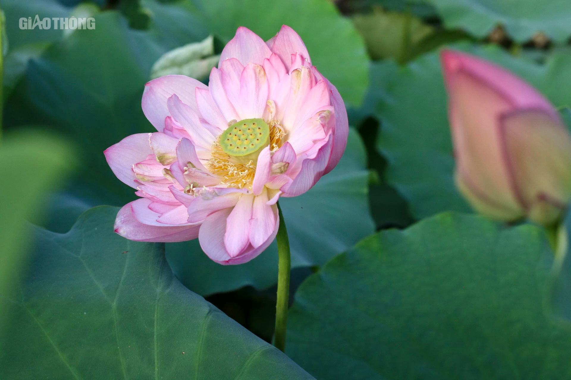 Sen hồ T&acirc;y nở sớm nhưng ế ẩm, c&aacute;c chủ vườn livestream mời kh&aacute;ch- Ảnh 5.