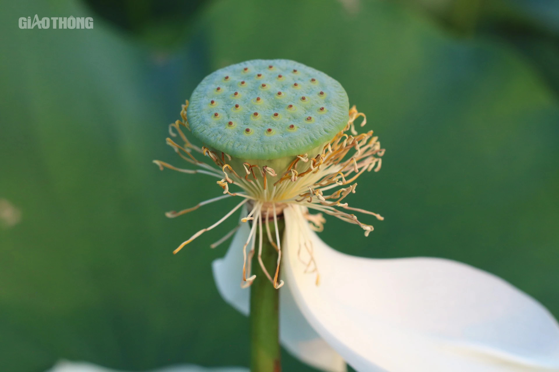 Sen hồ T&acirc;y nở sớm nhưng ế ẩm, c&aacute;c chủ vườn livestream mời kh&aacute;ch- Ảnh 6.