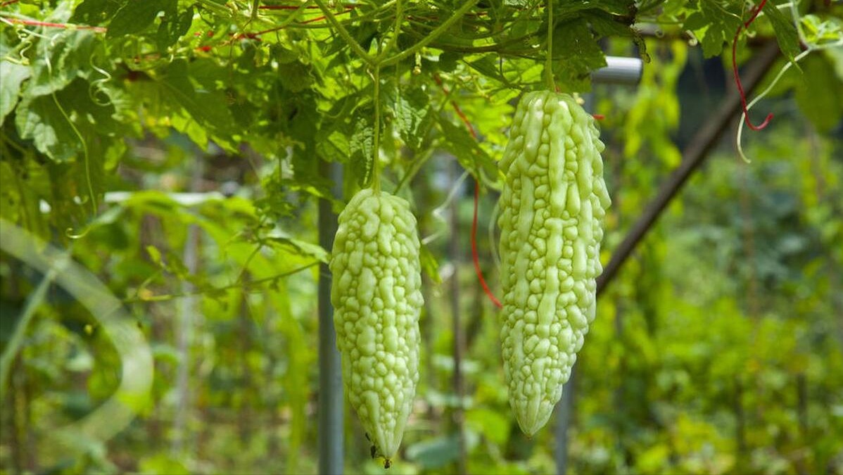 Người gi&agrave; dặn: 