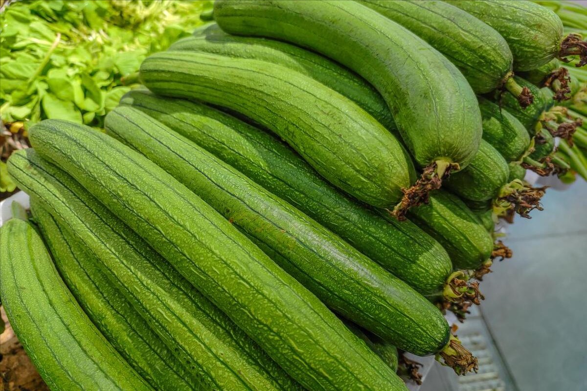Người gi&agrave; dặn: 