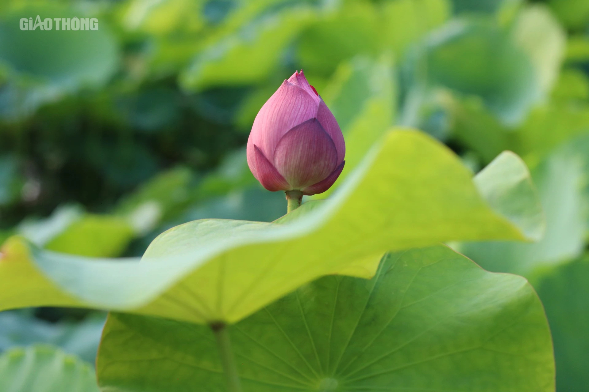 Sen hồ T&acirc;y nở sớm nhưng ế ẩm, c&aacute;c chủ vườn livestream mời kh&aacute;ch- Ảnh 10.