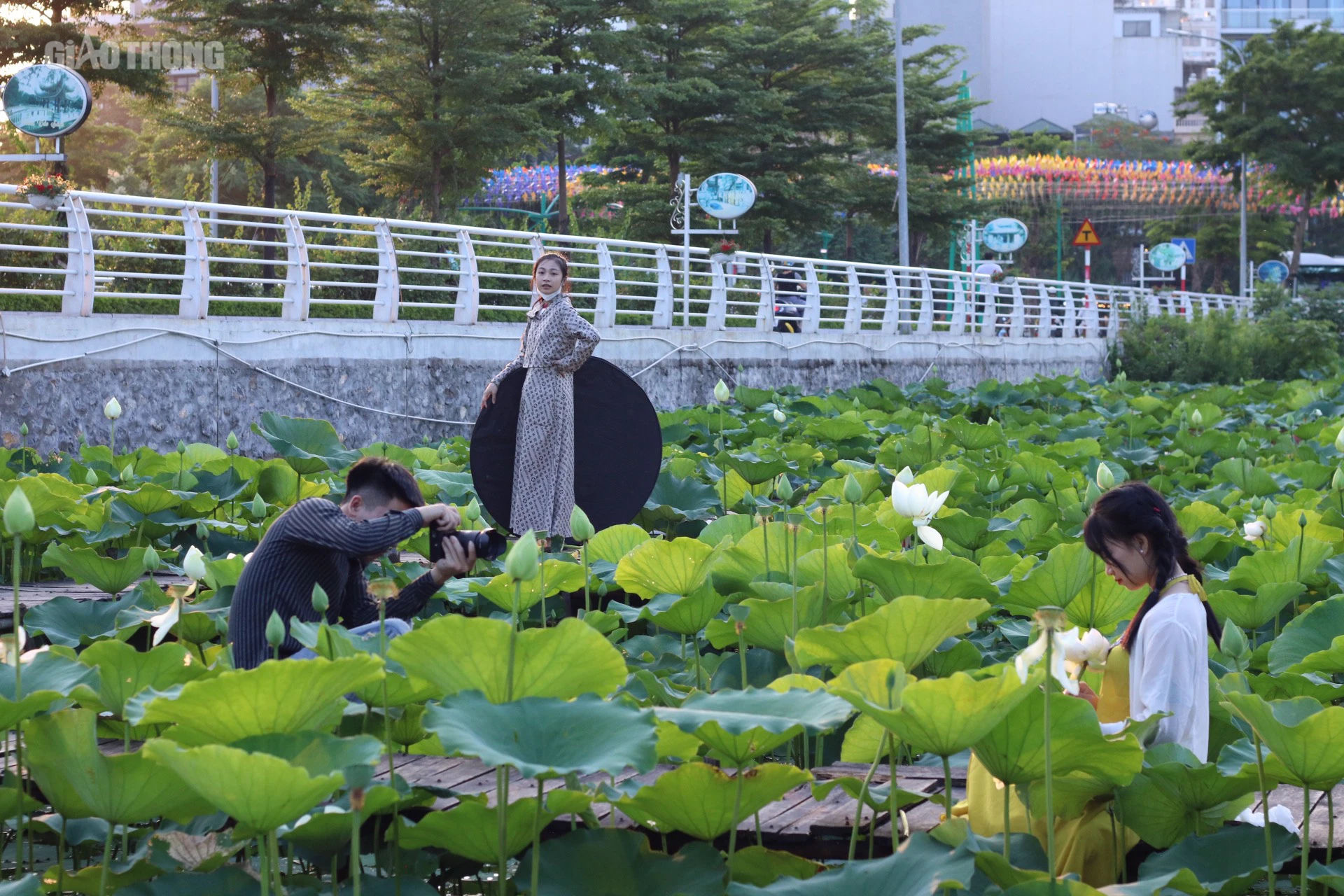 Sen hồ T&acirc;y nở sớm nhưng ế ẩm, c&aacute;c chủ vườn livestream mời kh&aacute;ch- Ảnh 11.