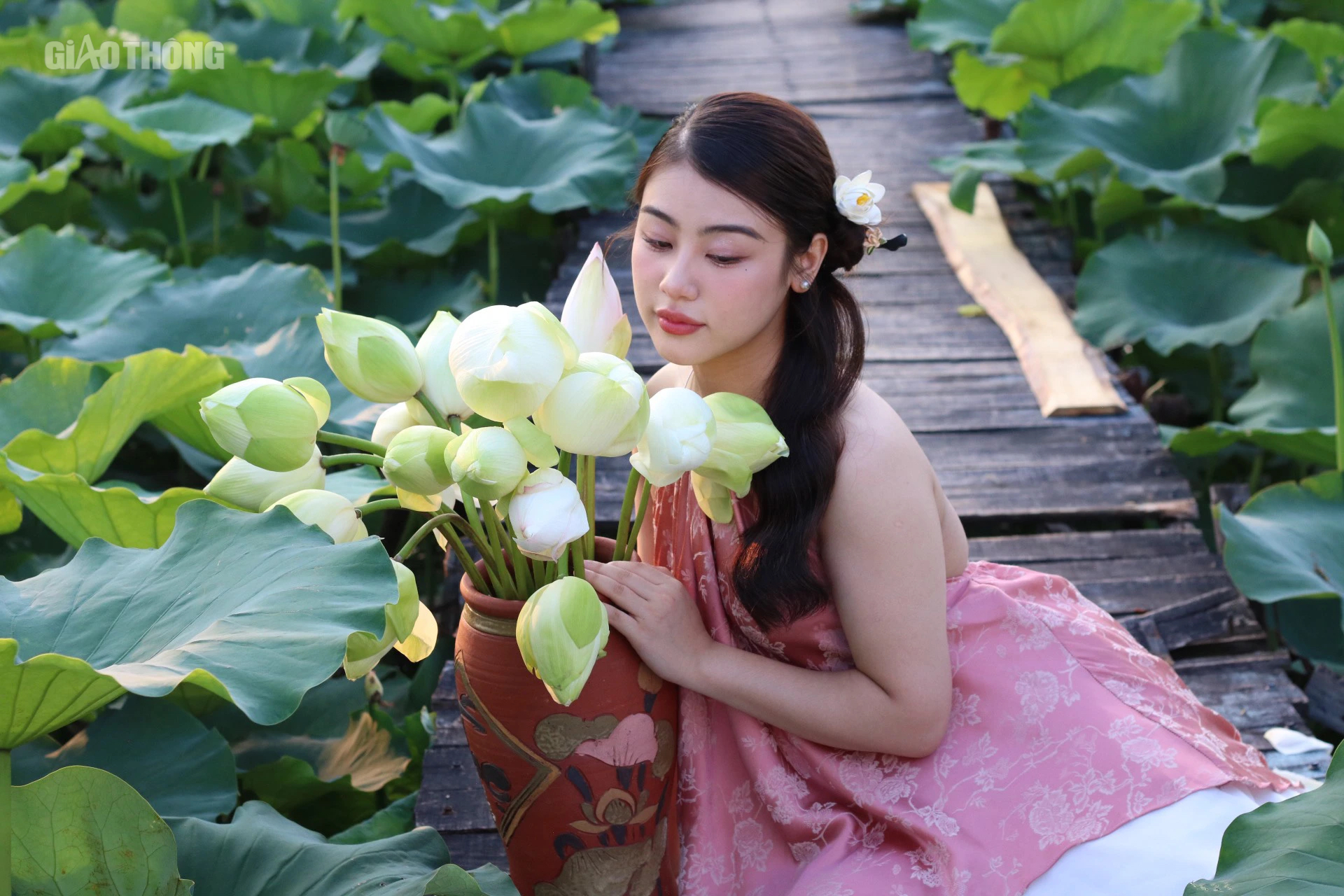 Sen hồ T&acirc;y nở sớm nhưng ế ẩm, c&aacute;c chủ vườn livestream mời kh&aacute;ch- Ảnh 7.