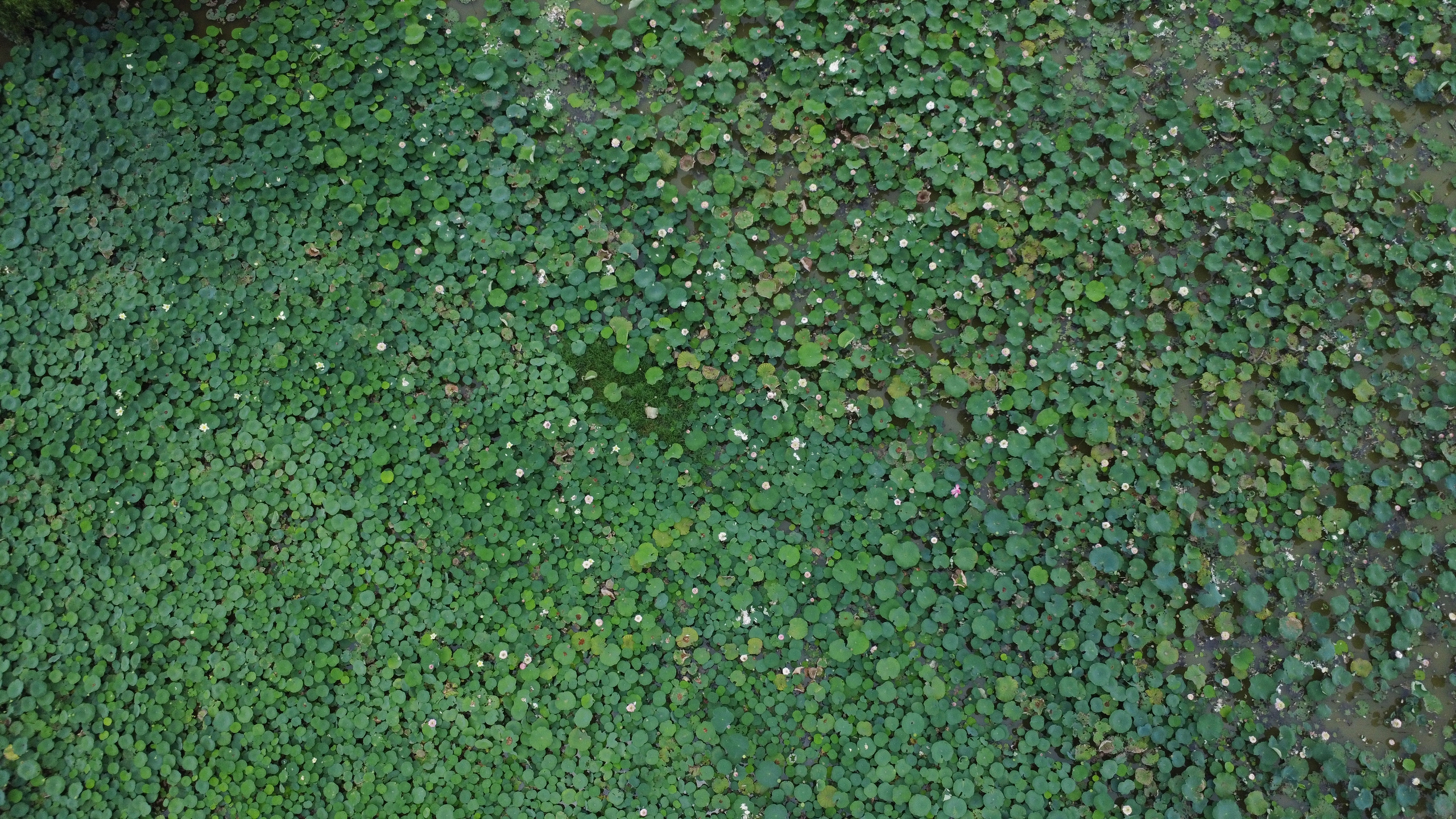 Ngát hương sen tháng 5 trên quê Bác- Ảnh 10. Ngát hương sen tháng 5 trên quê Bác- Ảnh 10.