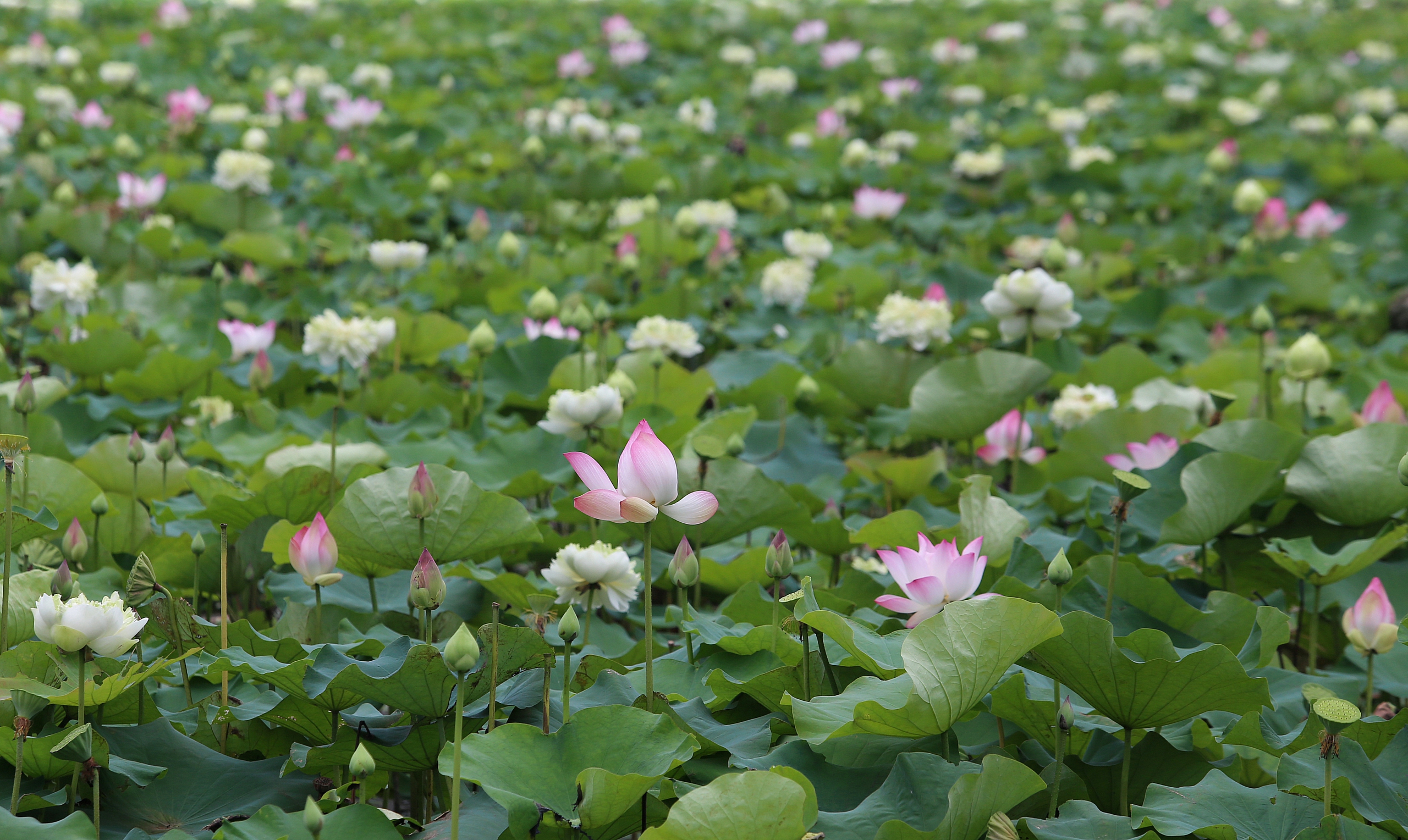 Ngát hương sen tháng 5 trên quê Bác- Ảnh 3. Ngát hương sen tháng 5 trên quê Bác- Ảnh 3.