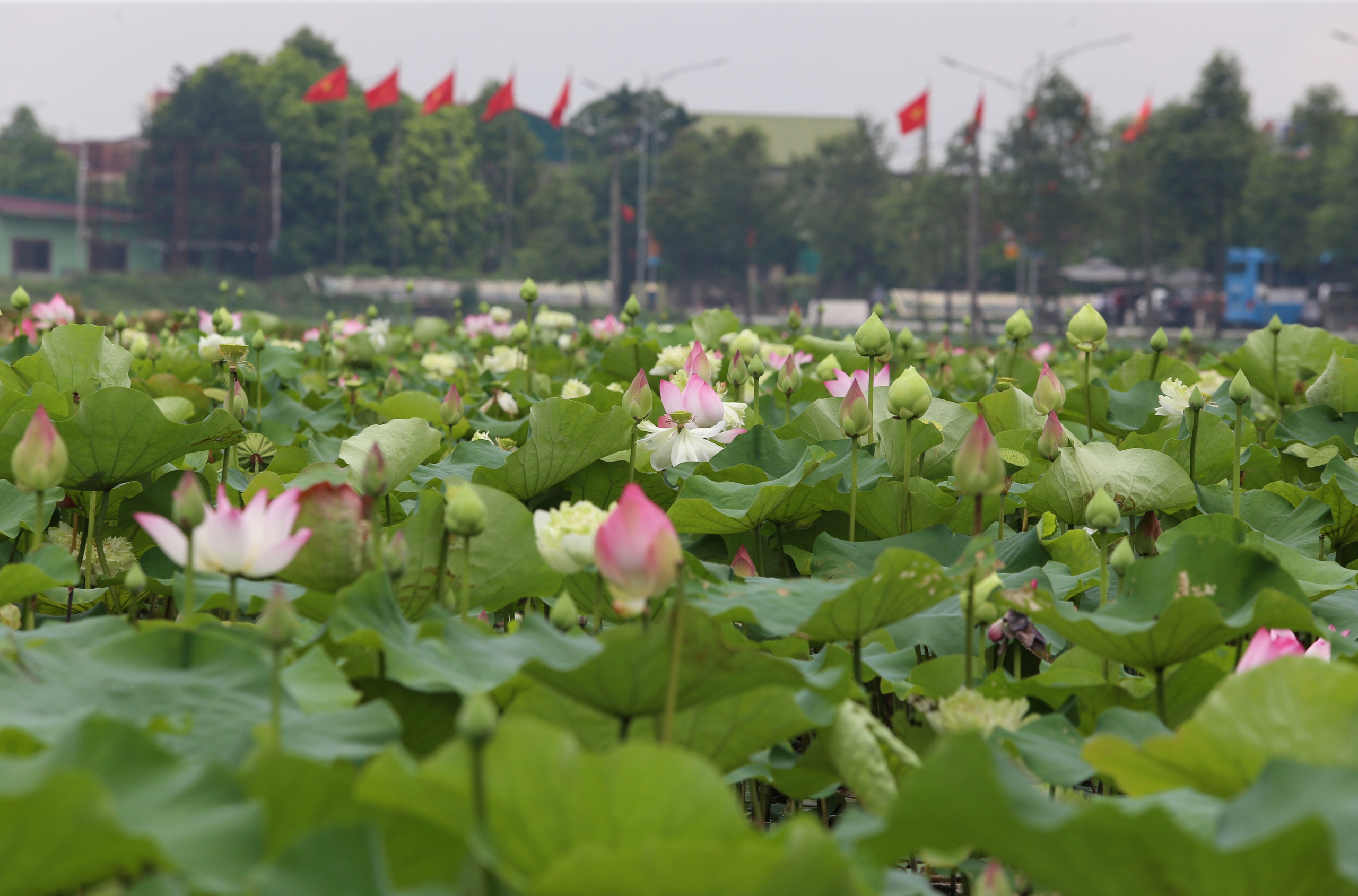 Ngát hương sen tháng 5 trên quê Bác- Ảnh 8. Ngát hương sen tháng 5 trên quê Bác- Ảnh 8.