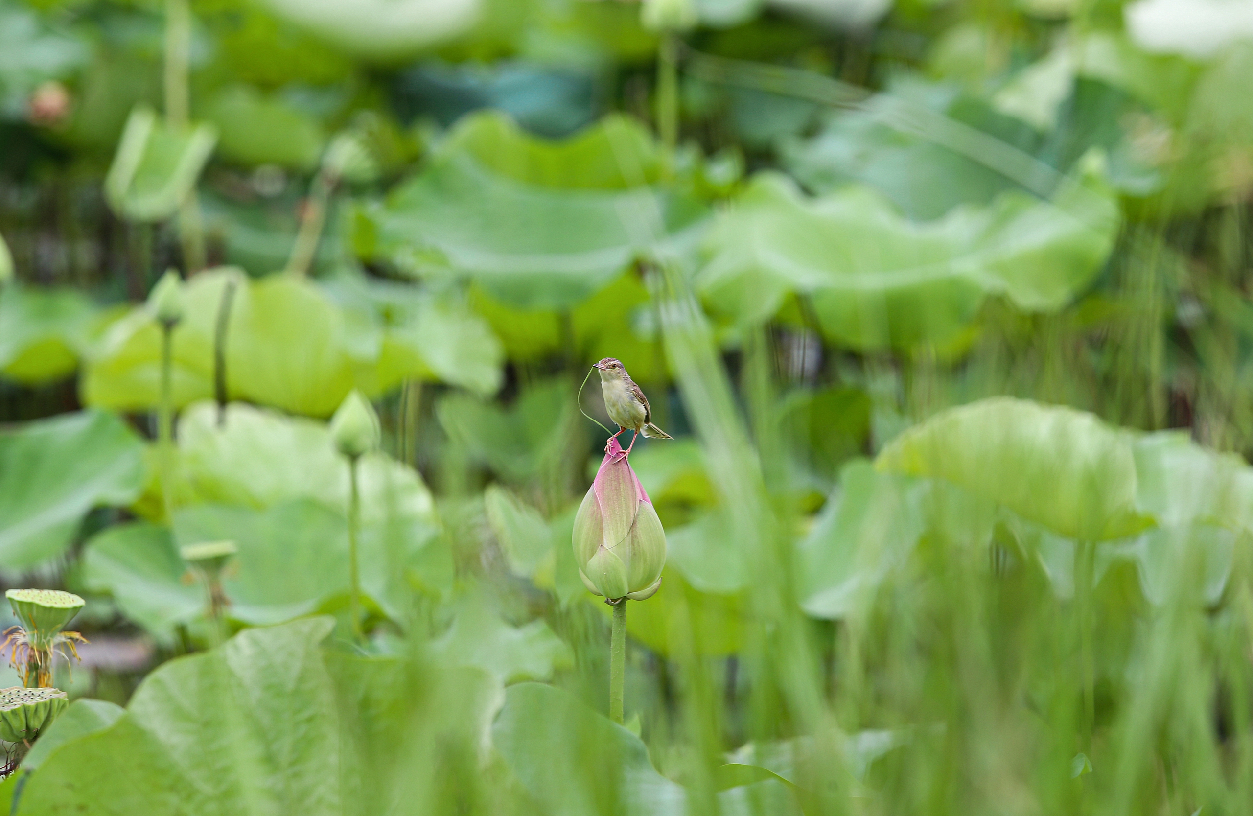 Ngát hương sen tháng 5 trên quê Bác- Ảnh 5. Ngát hương sen tháng 5 trên quê Bác- Ảnh 5.