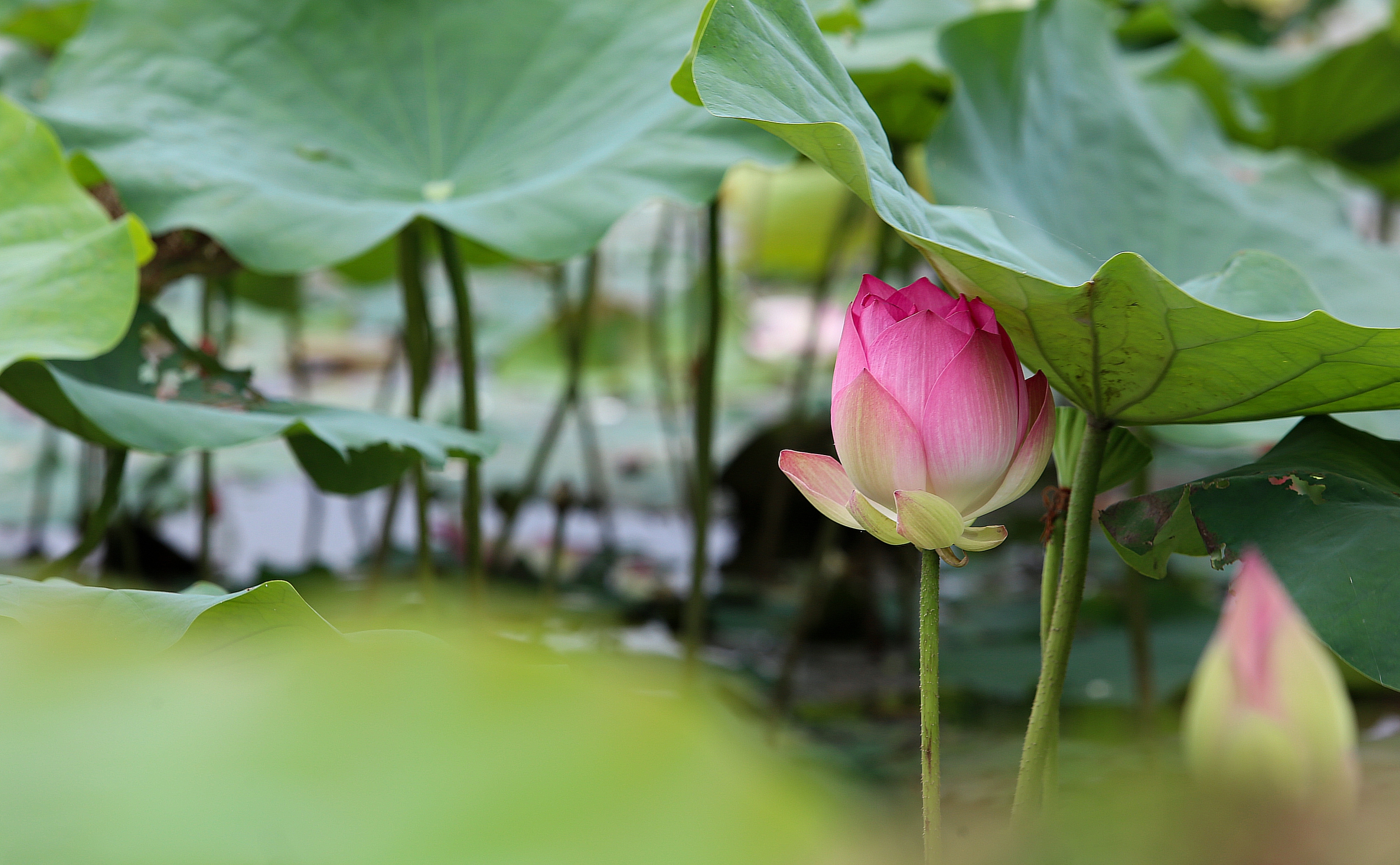 Ngát hương sen tháng 5 trên quê Bác- Ảnh 2. Ngát hương sen tháng 5 trên quê Bác- Ảnh 2.