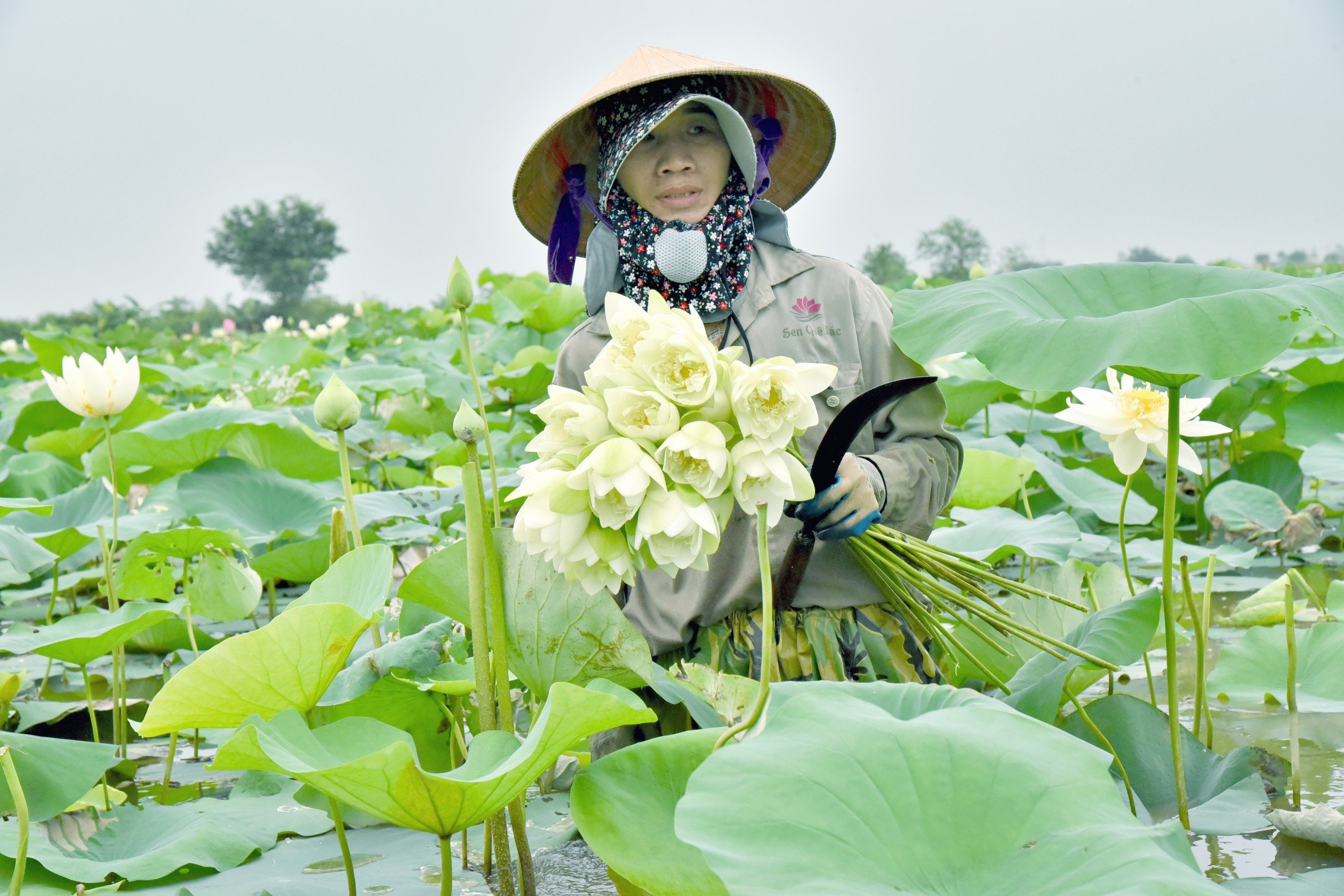 Ngát hương sen tháng 5 trên quê Bác- Ảnh 7. Ngát hương sen tháng 5 trên quê Bác- Ảnh 7.