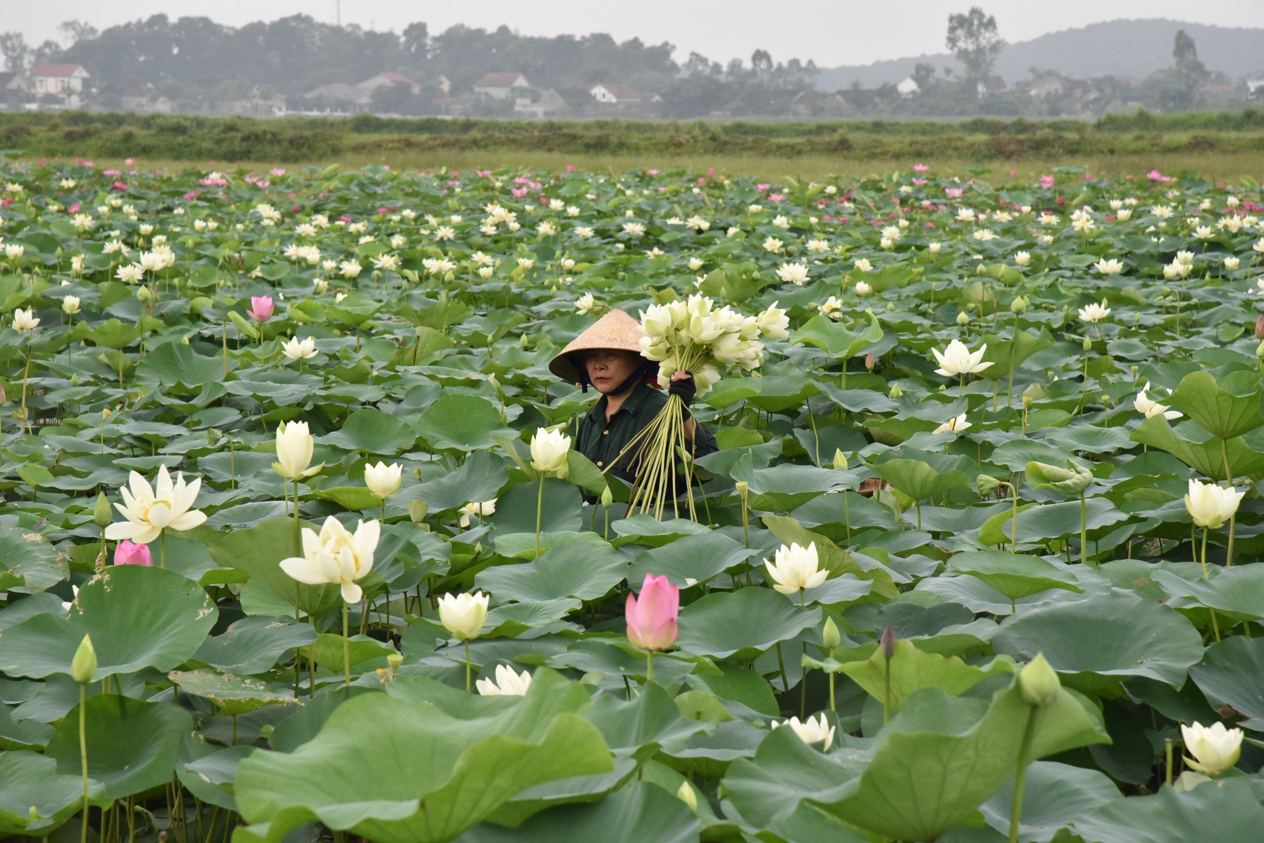 Ngát hương sen tháng 5 trên quê Bác- Ảnh 6. Ngát hương sen tháng 5 trên quê Bác- Ảnh 6.