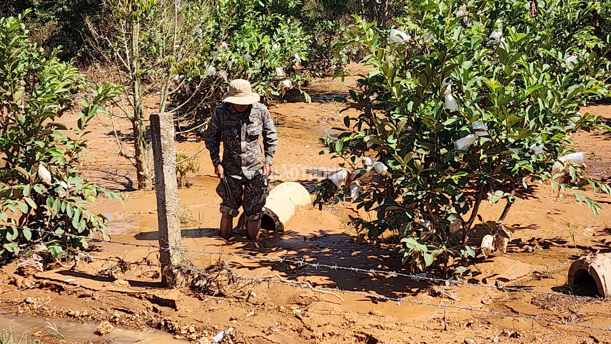 Khắc phục việc xẻ r&atilde;nh tho&aacute;t nước khi thi c&ocirc;ng cao tốc g&acirc;y ngập vườn c&acirc;y- Ảnh 2.