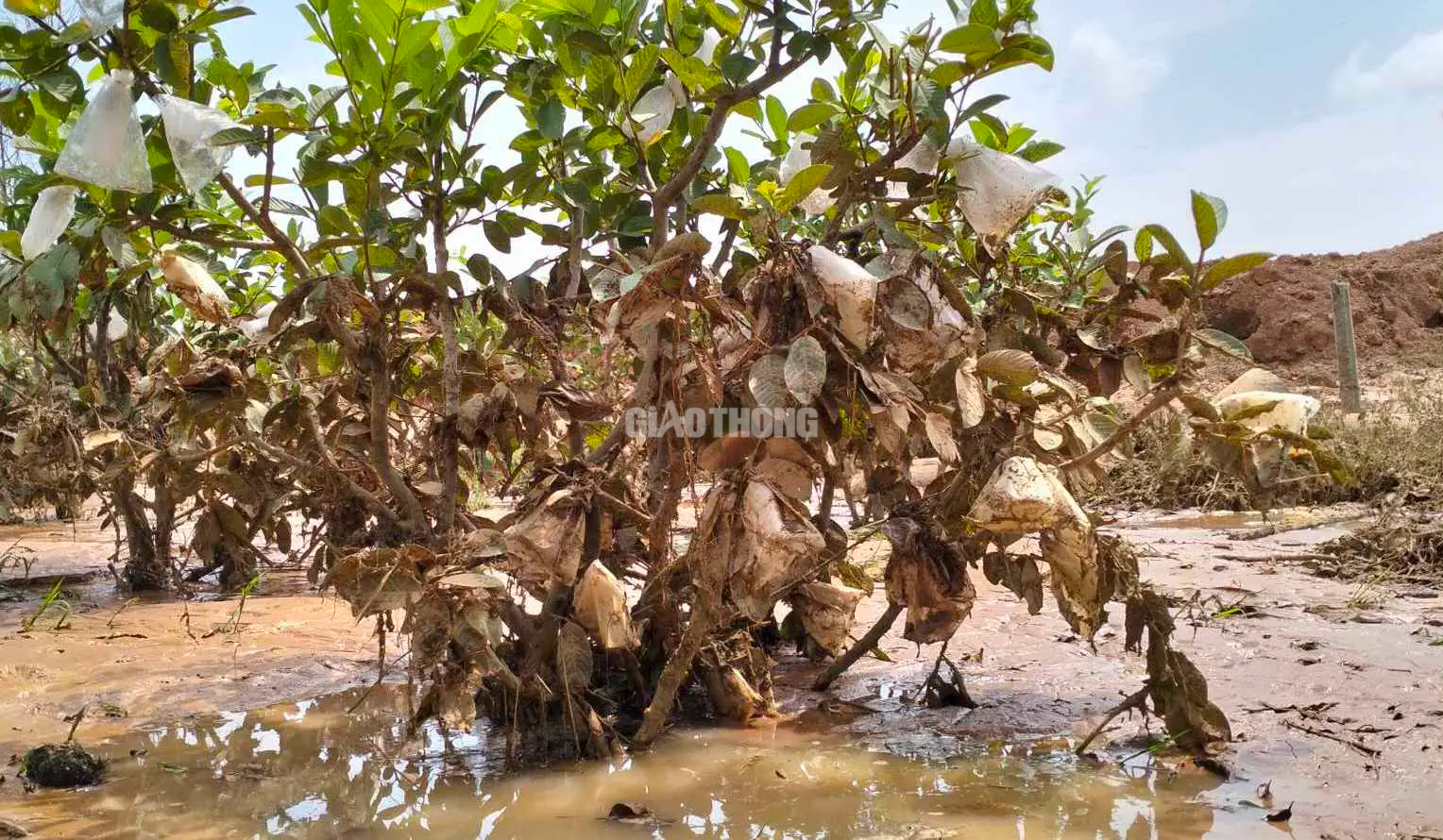 Khắc phục việc xẻ r&atilde;nh tho&aacute;t nước khi thi c&ocirc;ng cao tốc g&acirc;y ngập vườn c&acirc;y- Ảnh 7.