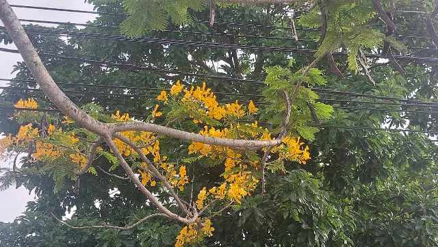 C&acirc;y phượng nở hoa m&agrave;u v&agrave;ng độc nhất v&ocirc; nhị ở S&oacute;c Trăng- Ảnh 2.