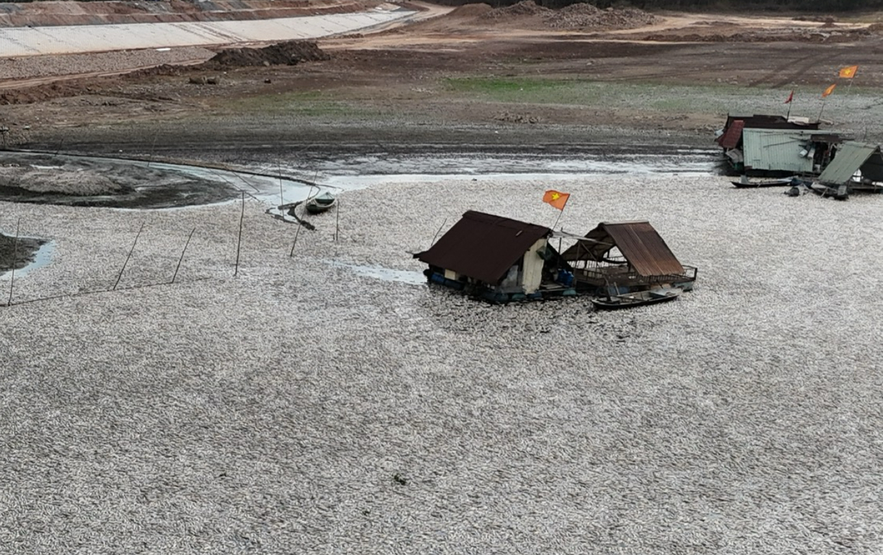 Đồng Nai: Đã vớt xong 200 tấn cá chết trên hồ Sông Mây- Ảnh 2. Đồng Nai: Đã vớt xong 200 tấn cá chết trên hồ Sông Mây- Ảnh 2.