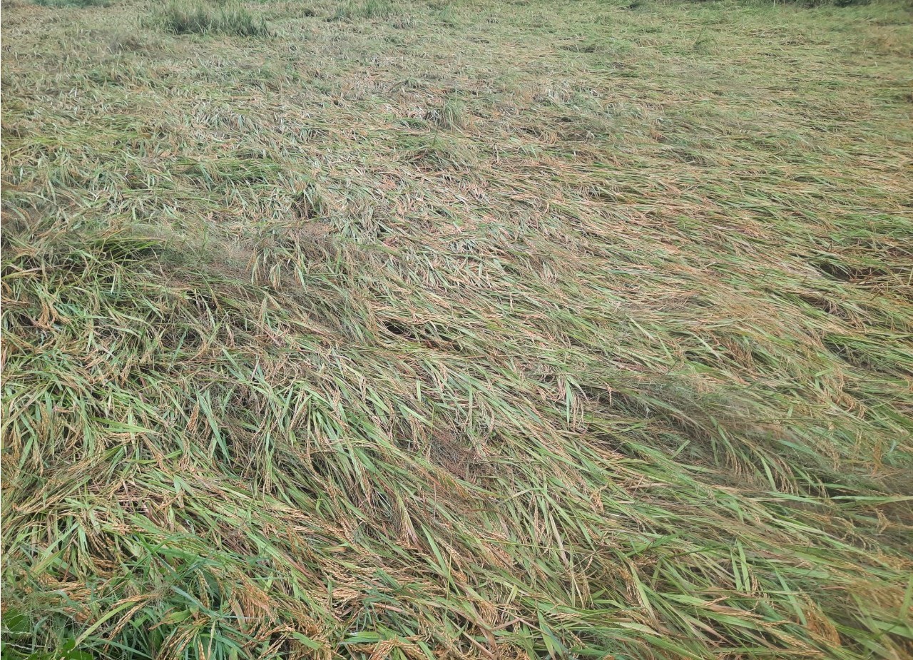 Mưa lớn k&egrave;m lốc xo&aacute;y l&agrave;m h&agrave;ng trăm ha l&uacute;a sắp thu hoạch ở Quảng Trị đổ rạp- Ảnh 2.