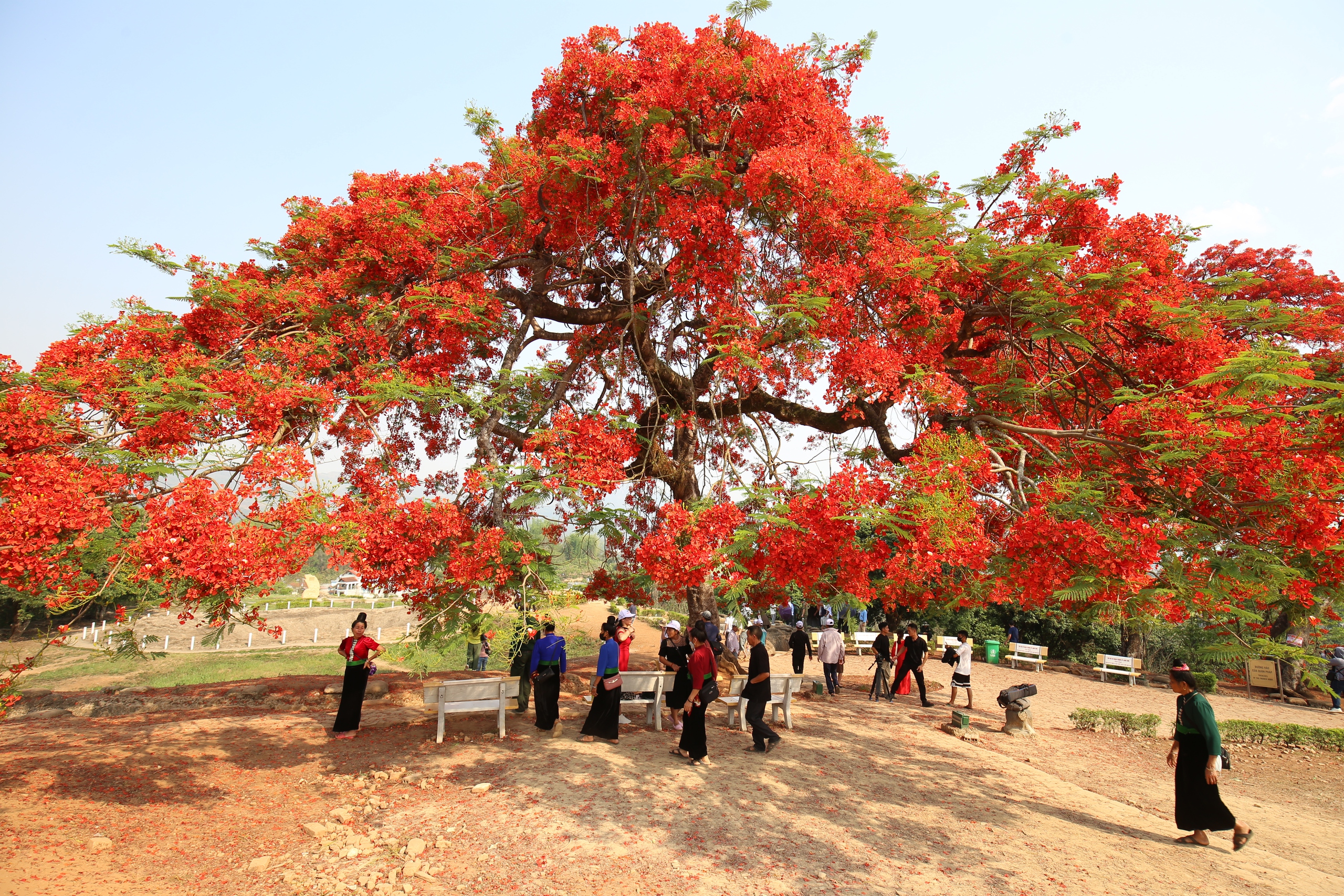Du khách nườm nượp đổ về di tích đồi A1- Ảnh 19. Du khách nườm nượp đổ về di tích đồi A1- Ảnh 19.