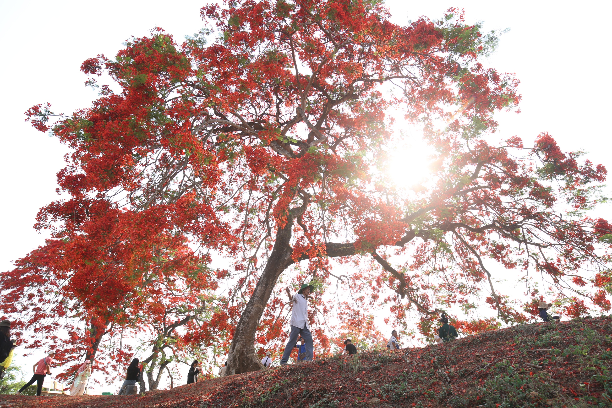 Du khách nườm nượp đổ về di tích đồi A1- Ảnh 26. Du khách nườm nượp đổ về di tích đồi A1- Ảnh 26.