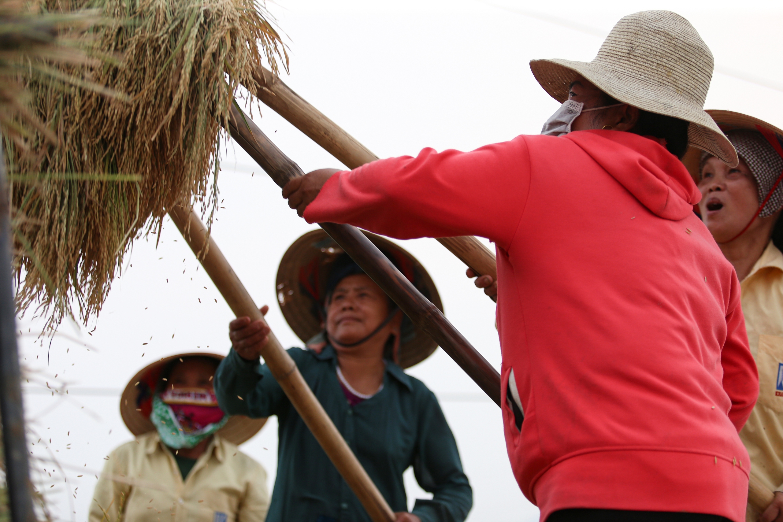 M&ecirc; mẩn ngắm c&aacute;nh đồng Mường Thanh đẹp nhất T&acirc;y Bắc- Ảnh 16.