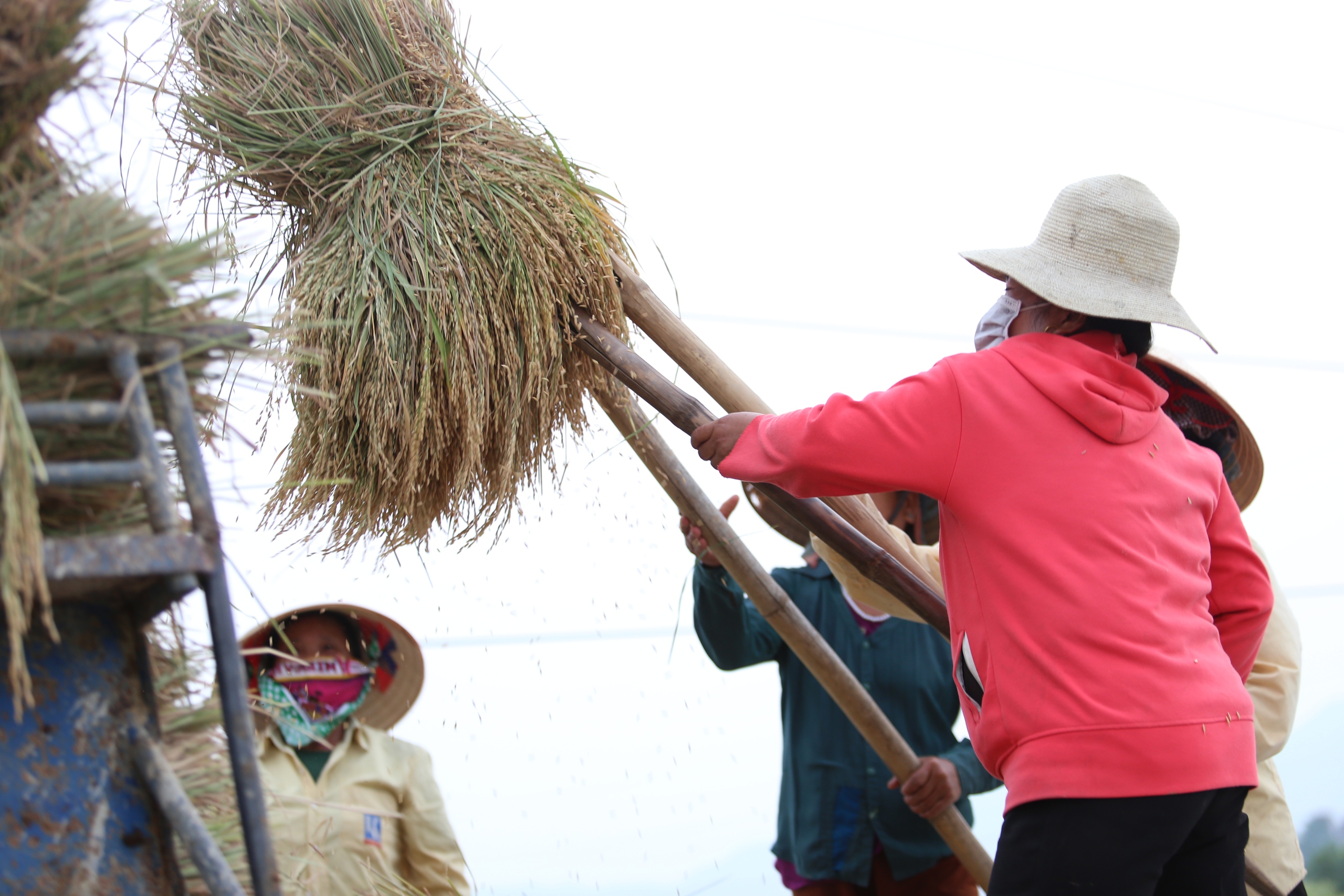 M&ecirc; mẩn ngắm c&aacute;nh đồng Mường Thanh đẹp nhất T&acirc;y Bắc- Ảnh 15.
