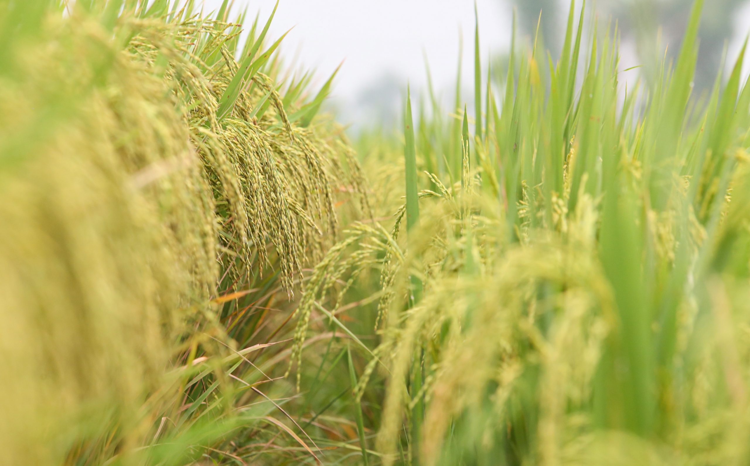 M&ecirc; mẩn ngắm c&aacute;nh đồng Mường Thanh đẹp nhất T&acirc;y Bắc- Ảnh 6.