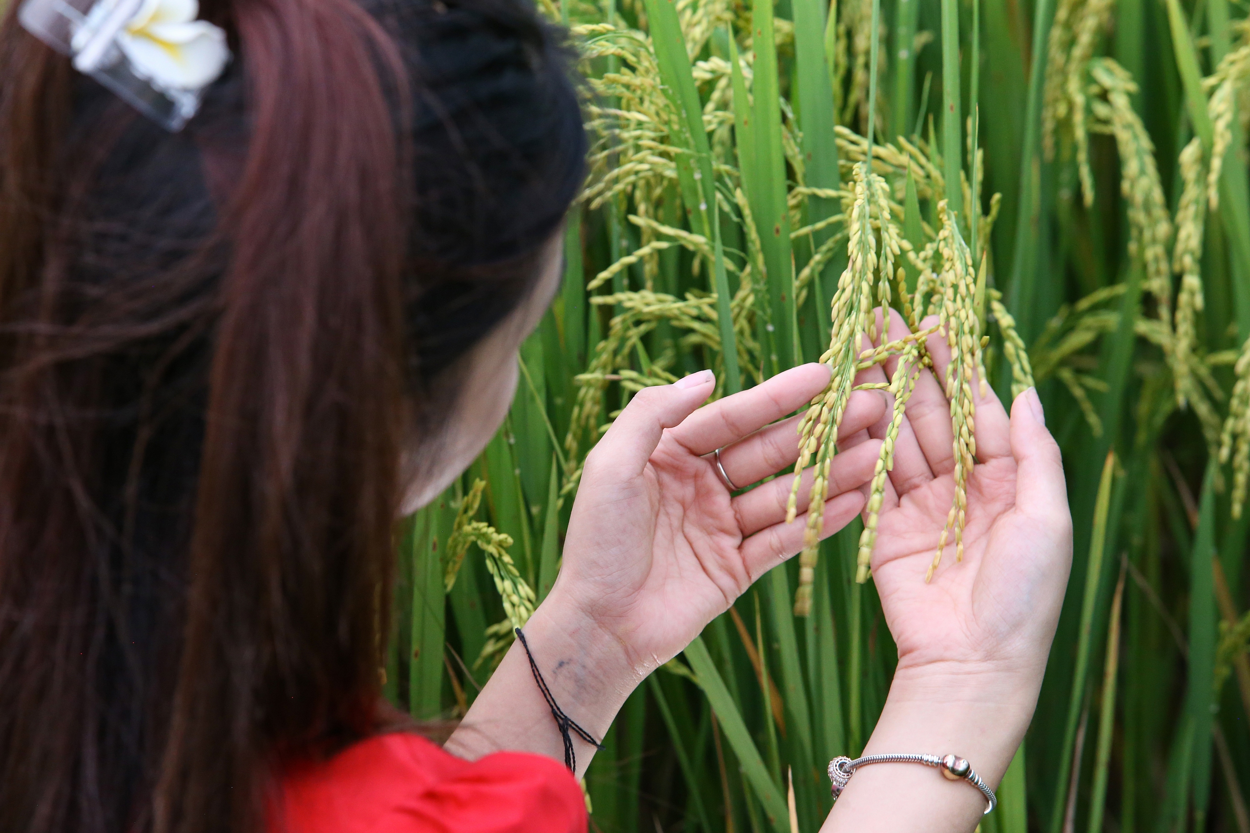 M&ecirc; mẩn ngắm c&aacute;nh đồng Mường Thanh đẹp nhất T&acirc;y Bắc- Ảnh 8.