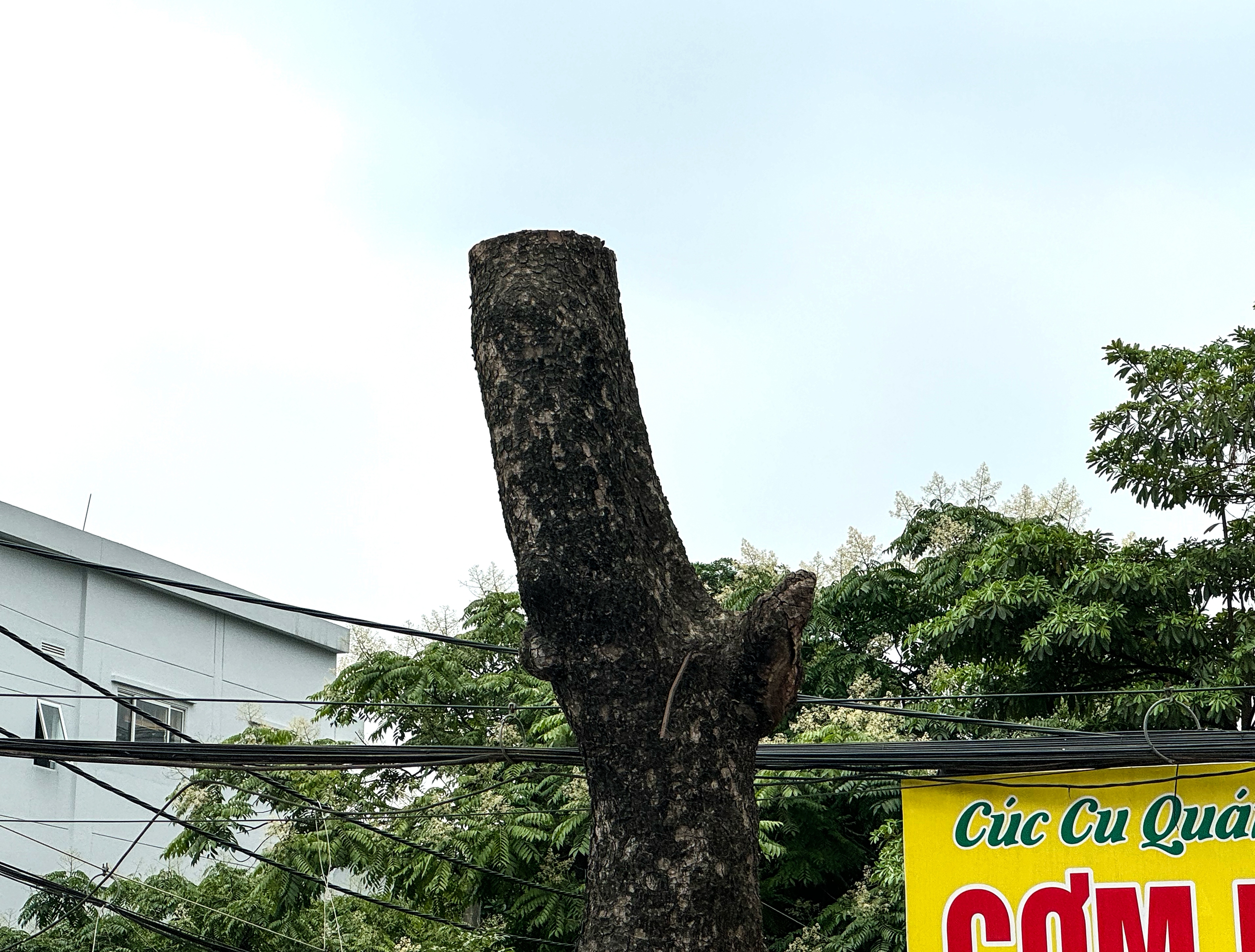 Loạt c&acirc;y x&agrave; cừ cắt ngọn, chuẩn bị b&aacute;n đấu gi&aacute; gỗ- Ảnh 11.