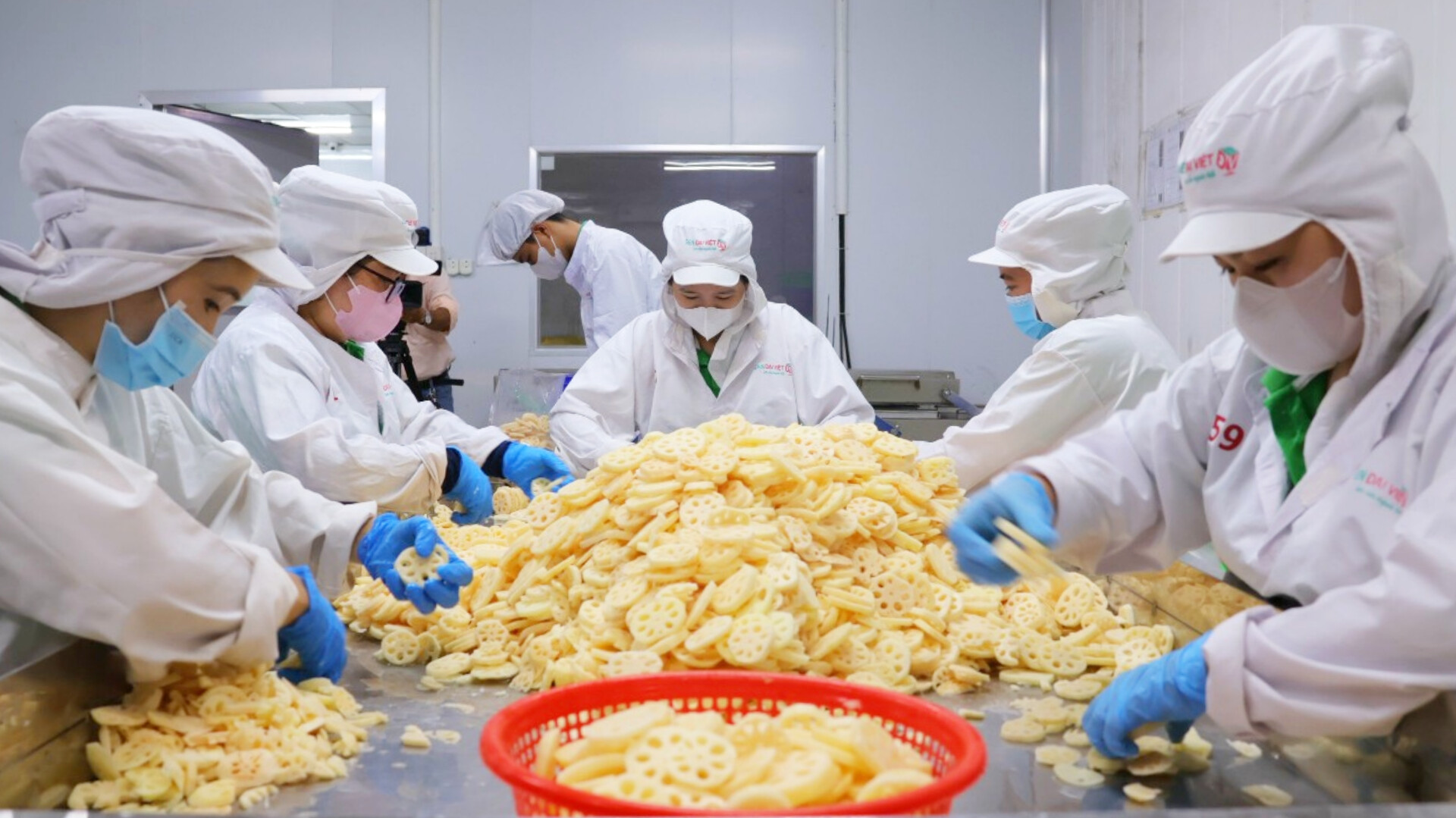 15 tấn củ sen ở Đồng Th&aacute;p l&ecirc;n đường sang Nhật- Ảnh 2.