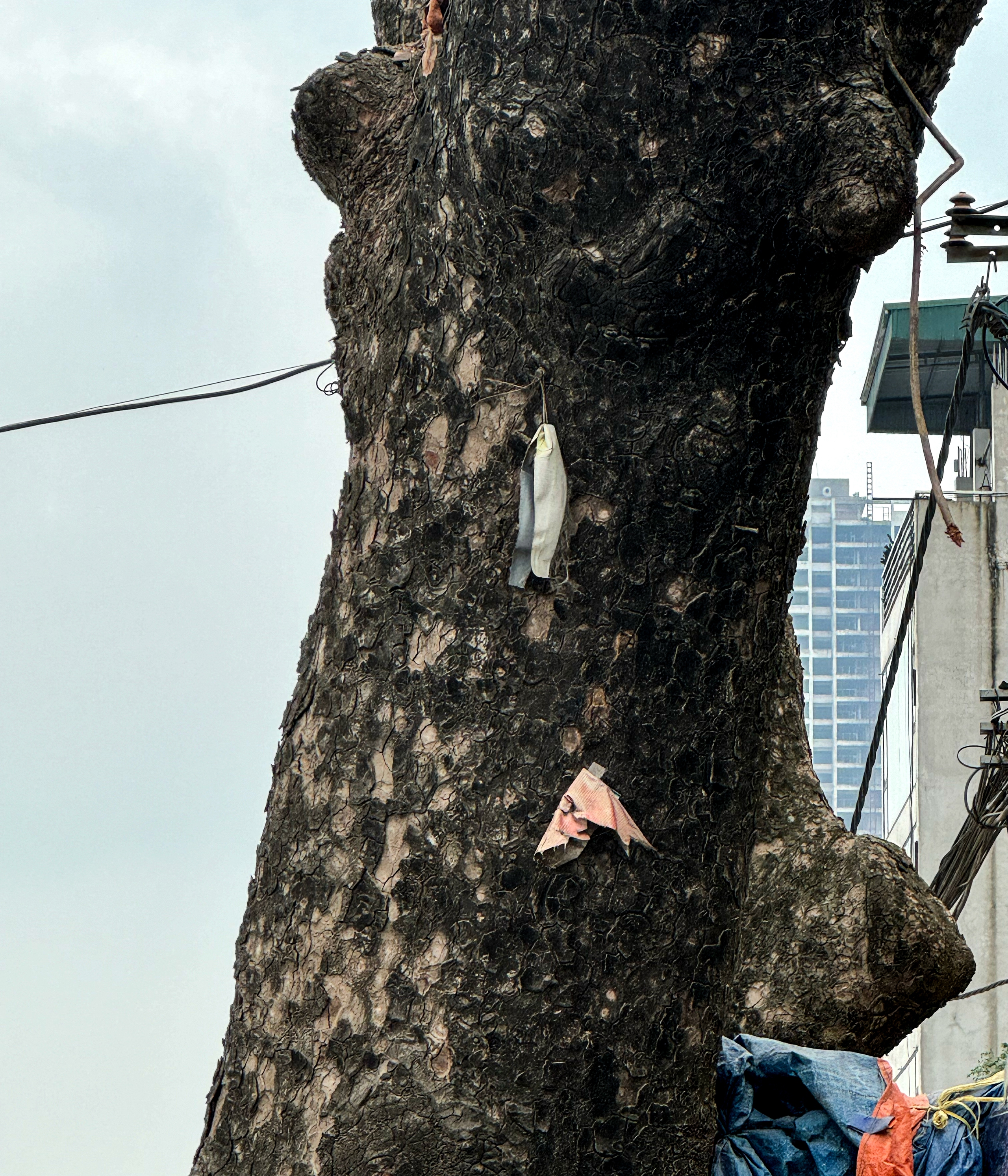 Loạt c&acirc;y x&agrave; cừ cắt ngọn, chuẩn bị b&aacute;n đấu gi&aacute; gỗ- Ảnh 10.