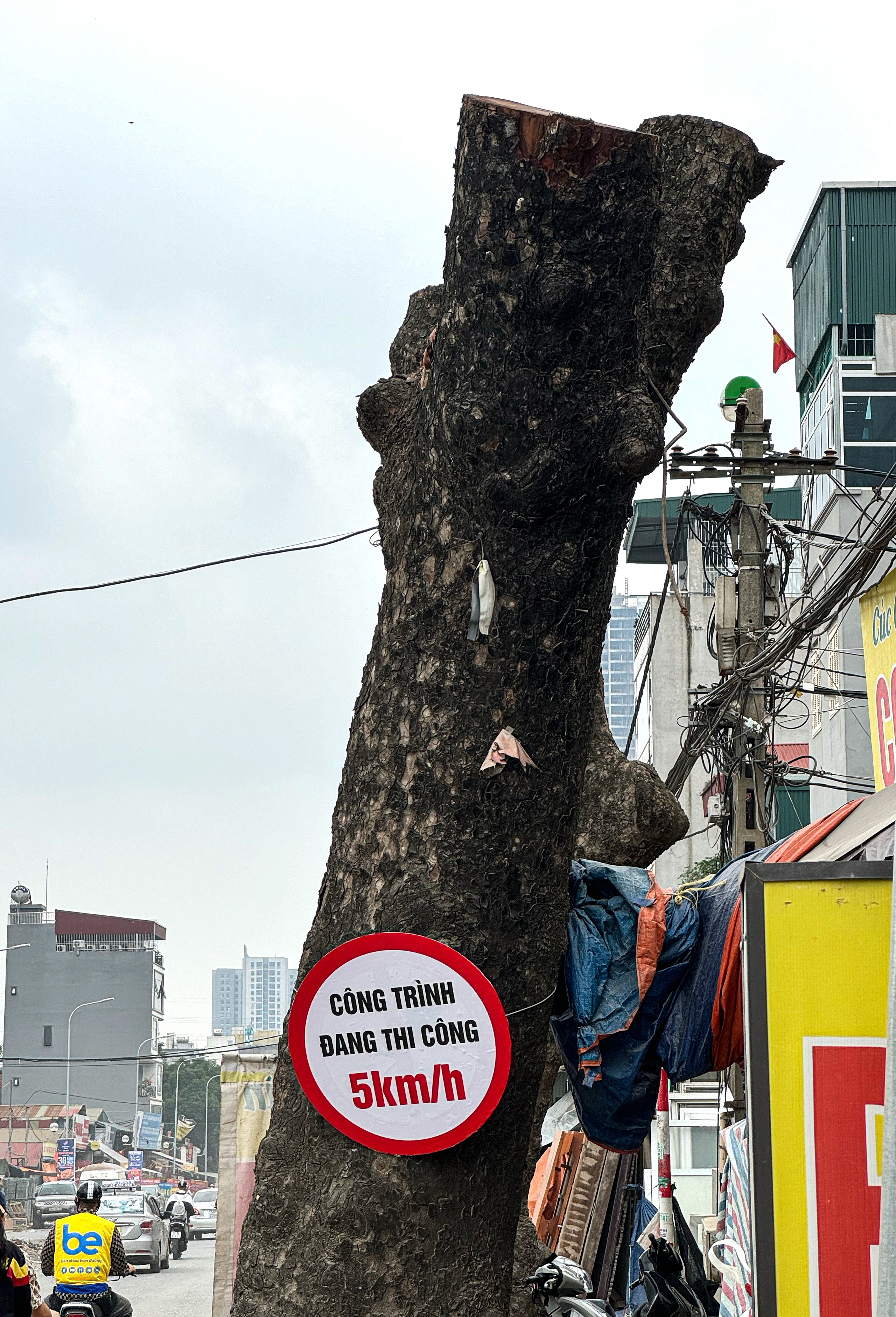 Loạt c&acirc;y x&agrave; cừ cắt ngọn, chuẩn bị b&aacute;n đấu gi&aacute; gỗ- Ảnh 9.