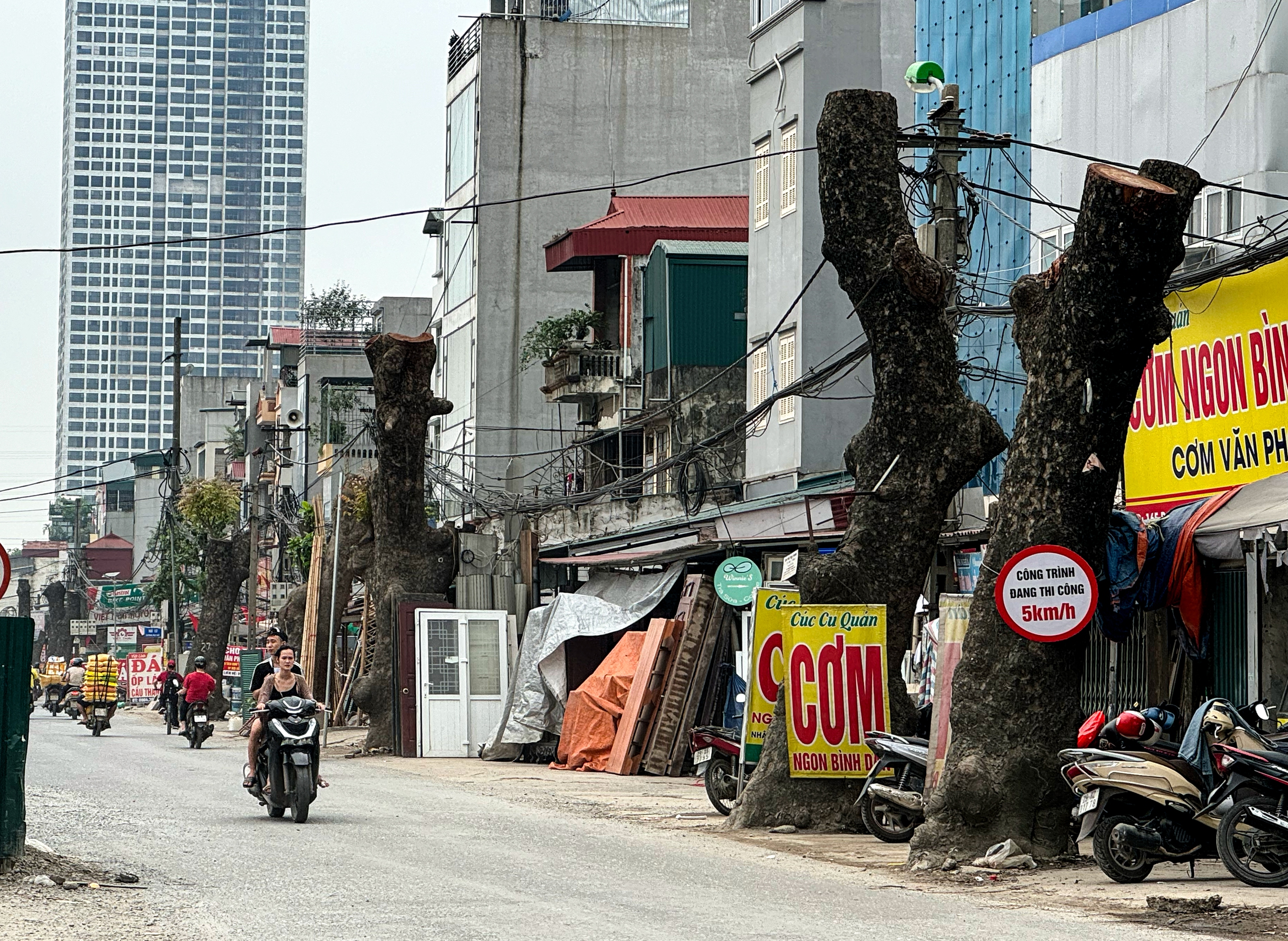 Loạt c&acirc;y x&agrave; cừ cắt ngọn, chuẩn bị b&aacute;n đấu gi&aacute; gỗ- Ảnh 1.