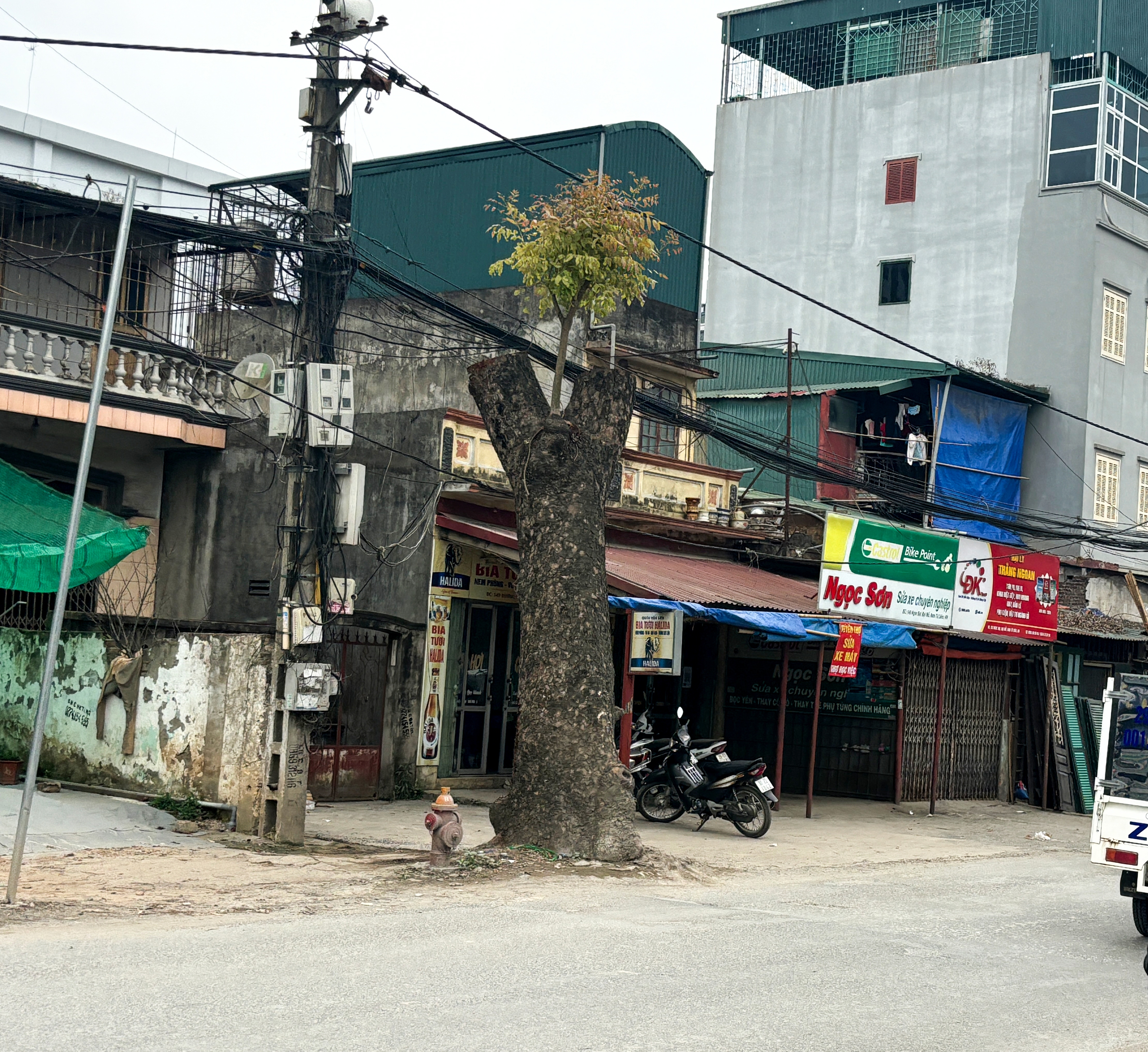 Loạt c&acirc;y x&agrave; cừ cắt ngọn, chuẩn bị b&aacute;n đấu gi&aacute; gỗ- Ảnh 5.