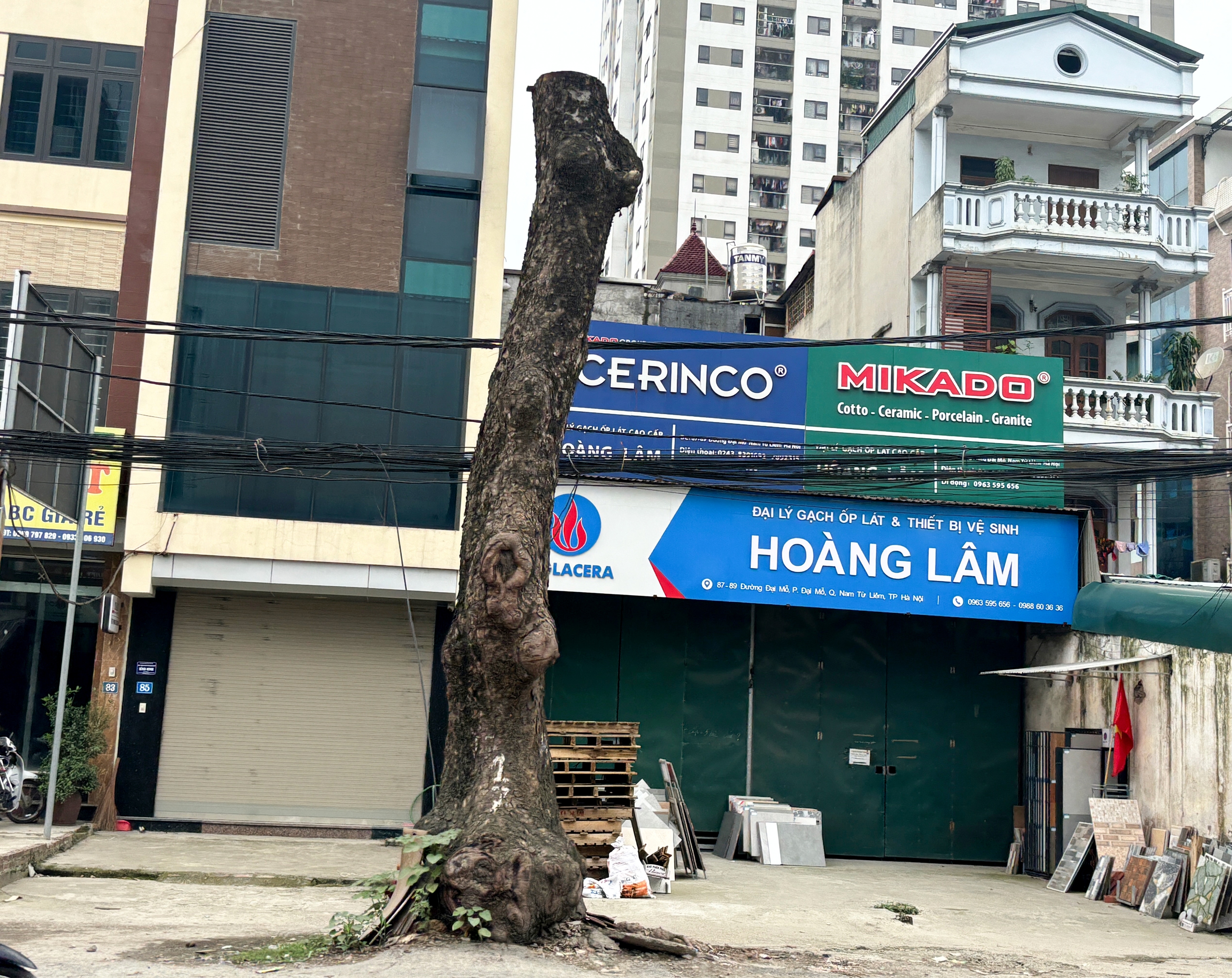 Loạt c&acirc;y x&agrave; cừ cắt ngọn, chuẩn bị b&aacute;n đấu gi&aacute; gỗ- Ảnh 6.