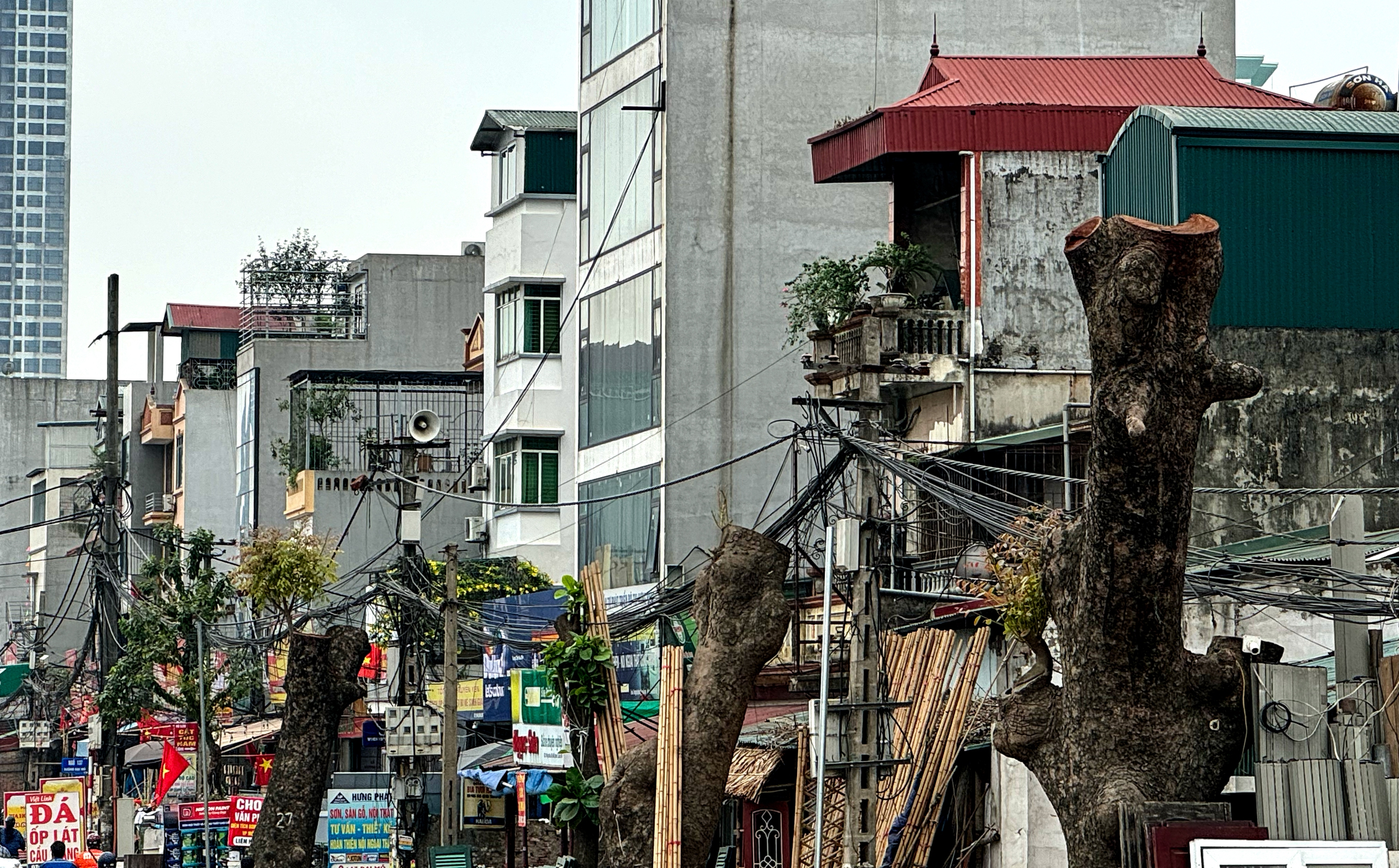 Loạt c&acirc;y x&agrave; cừ cắt ngọn, chuẩn bị b&aacute;n đấu gi&aacute; gỗ- Ảnh 7.