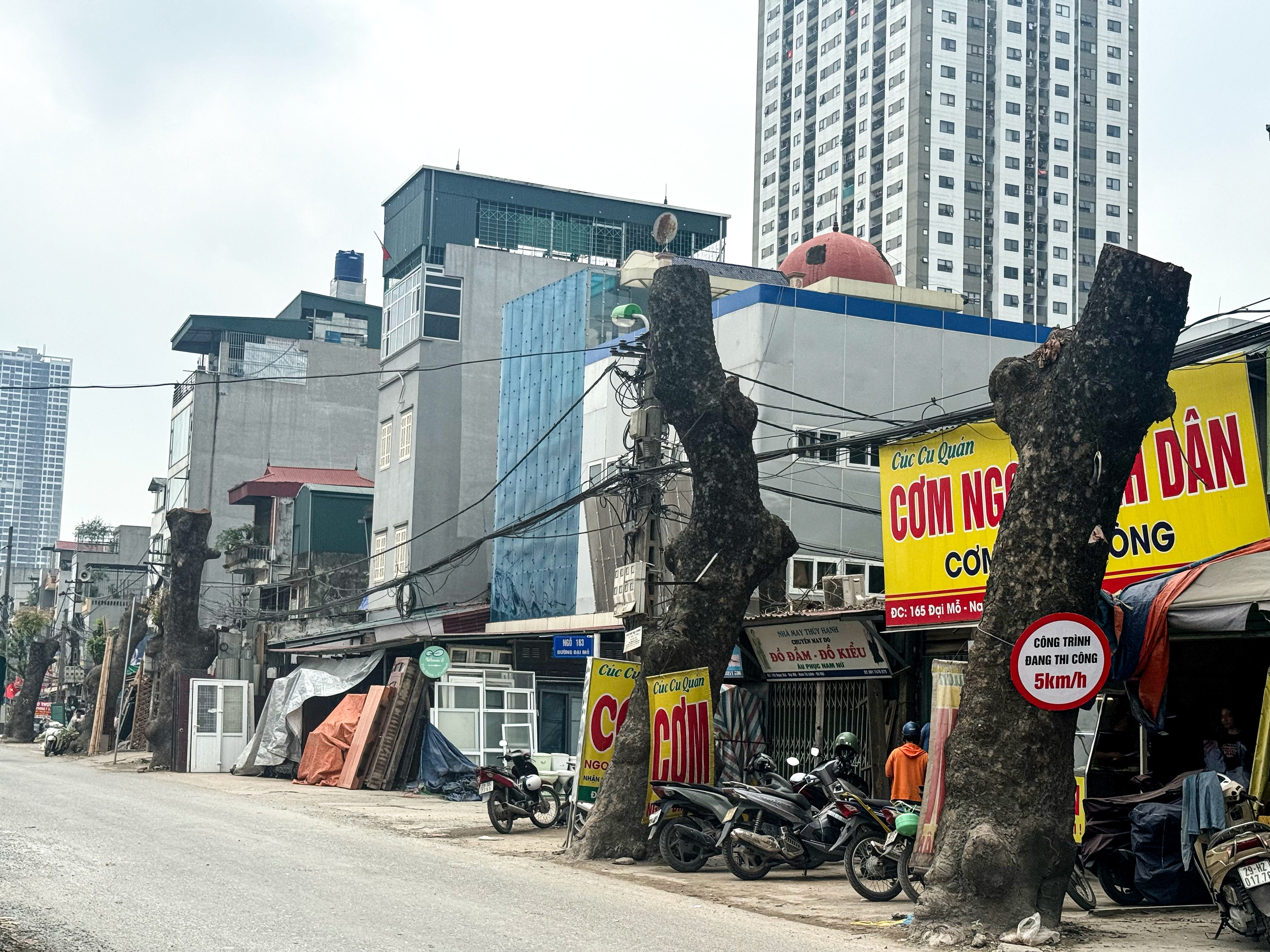 Loạt c&acirc;y x&agrave; cừ cắt ngọn, chuẩn bị b&aacute;n đấu gi&aacute; gỗ- Ảnh 8.