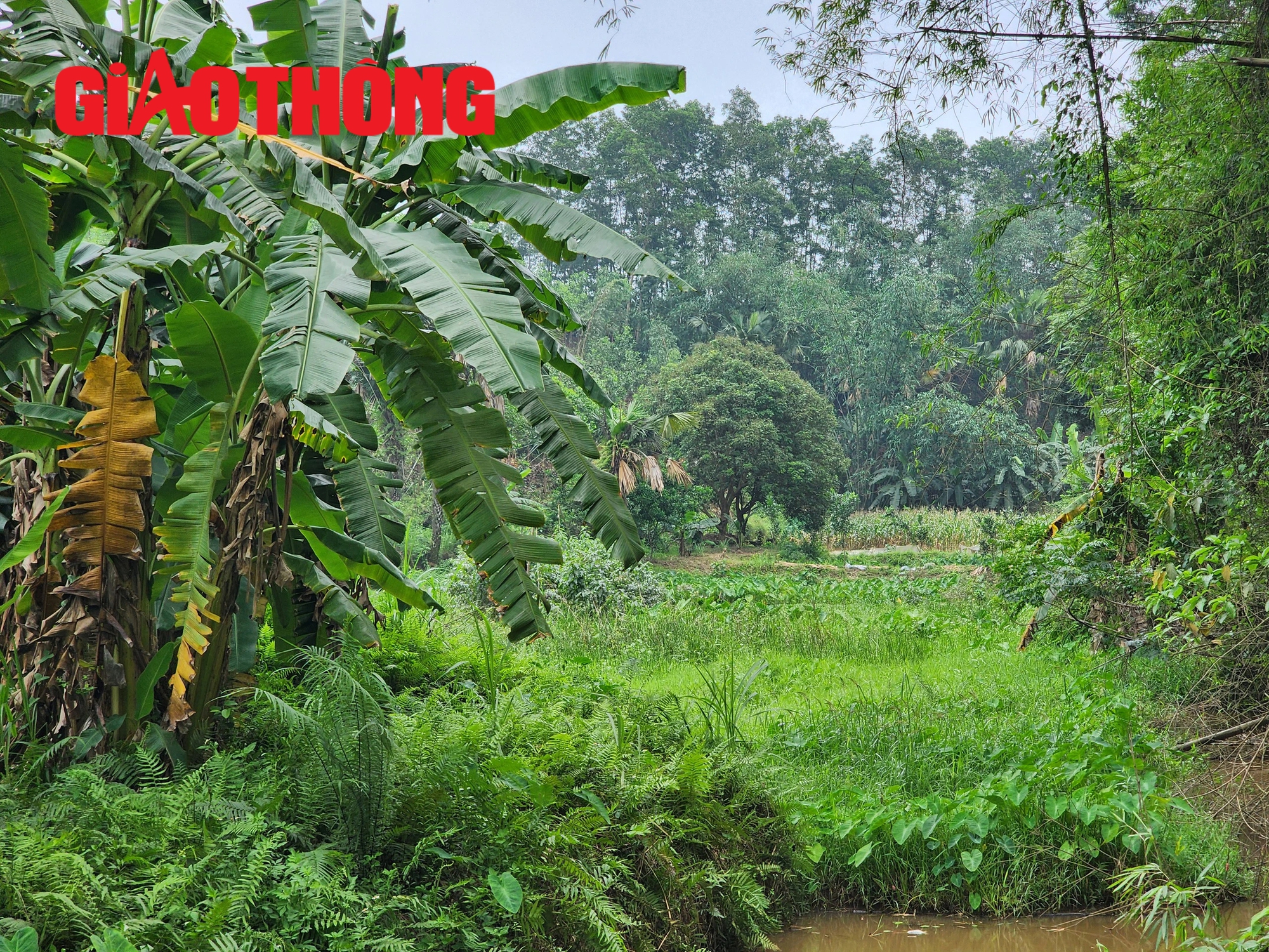 Ph&uacute; Thọ: Người d&acirc;n thấp thỏm lo mất nh&agrave;, tr&ocirc;i đường- Ảnh 10.