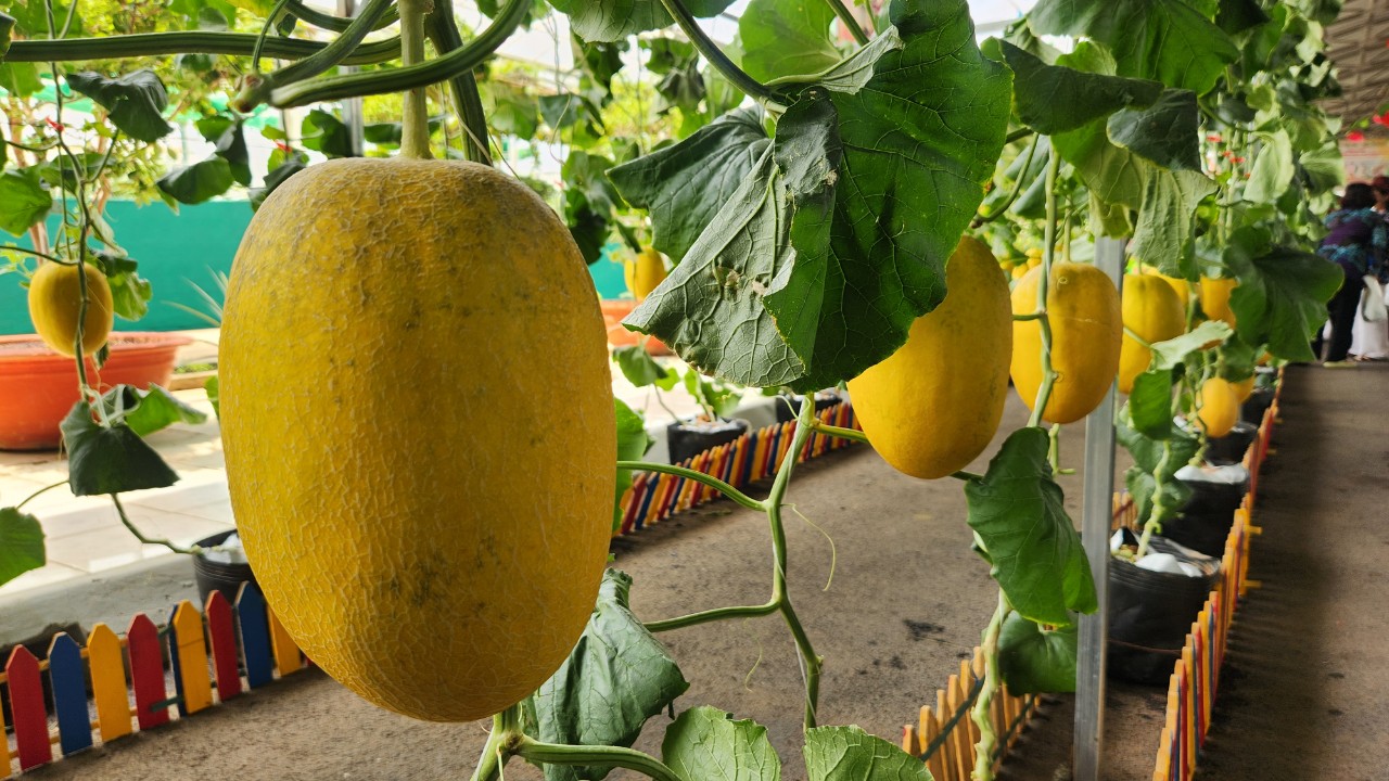 Vườn bí đao khổng lồ hút du khách tại lễ hội trái cây Nam Bộ- Ảnh 3. Vườn bí đao khổng lồ hút du khách tại lễ hội trái cây Nam Bộ- Ảnh 3.