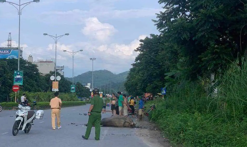 Uống rượu đi xe m&aacute;y t&ocirc;ng chết con tr&acirc;u, nam thanh ni&ecirc;n nhập viện- Ảnh 1.
