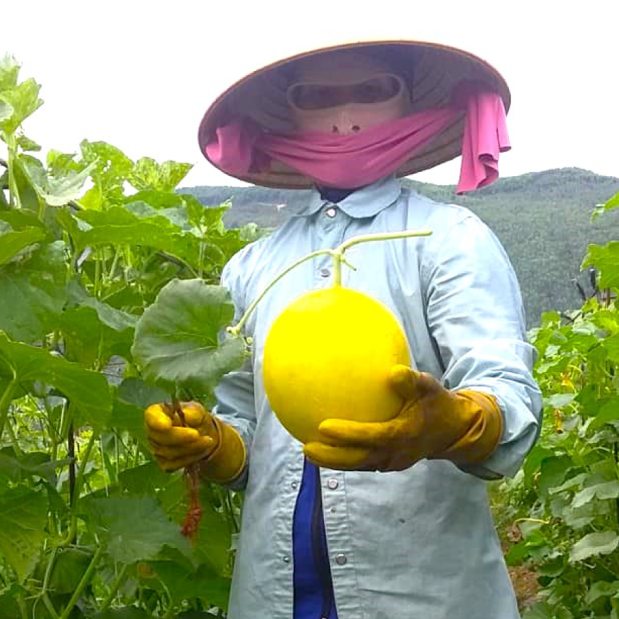 Ph&acirc;n b&oacute;n Ph&uacute; Mỹ: B&iacute; quyết cho c&acirc;y dưa v&agrave; sầu ri&ecirc;ng ở miền Trung - T&acirc;y Nguy&ecirc;n- Ảnh 3.