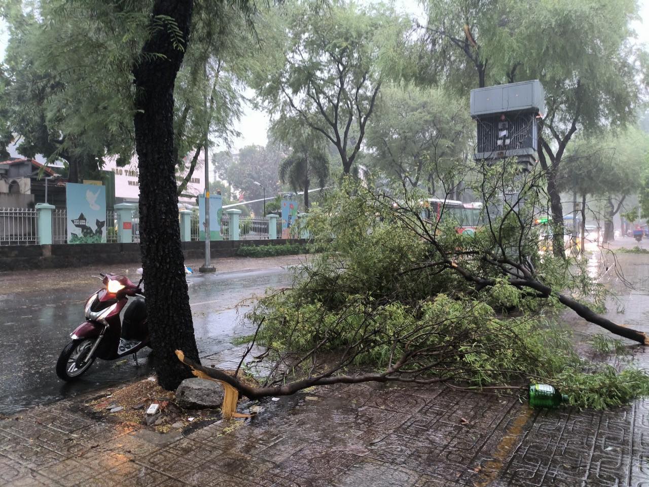 C&acirc;y đổ đầy đường, nước ngập l&ecirc;nh l&aacute;ng ngay trung t&acirc;m TP.HCM- Ảnh 4.